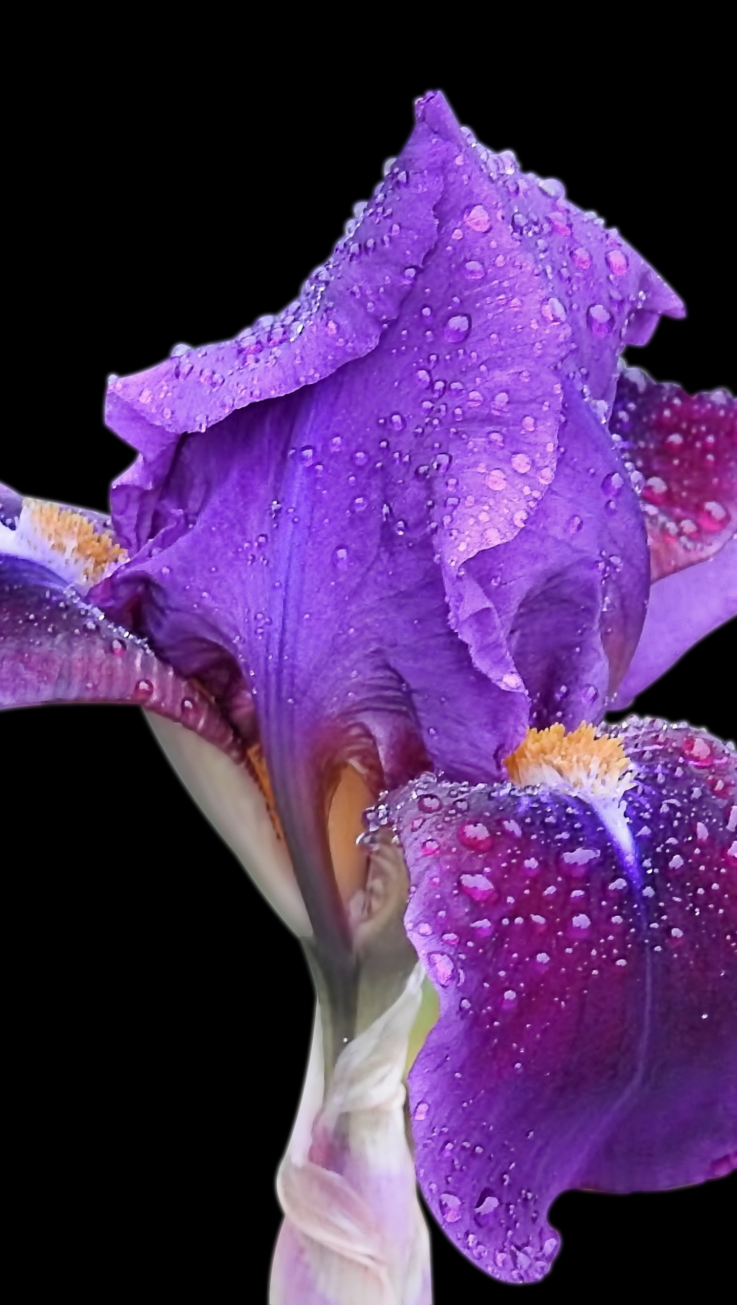 Iris, Closeup beauty, Purple irises, Insta-worthy wallpaper, 1440x2560 HD Phone