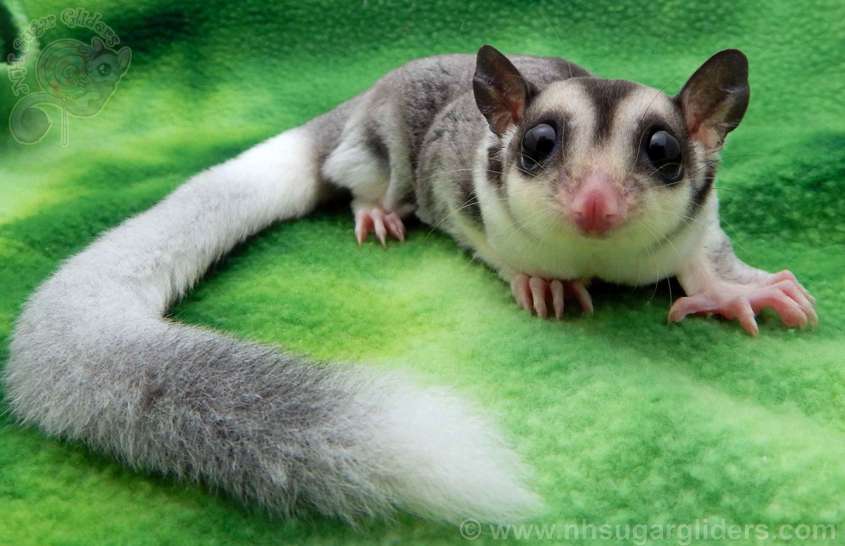 Sugar gliders, Playful creatures, Cute and cuddly, Natural charm, 3280x2120 HD Desktop