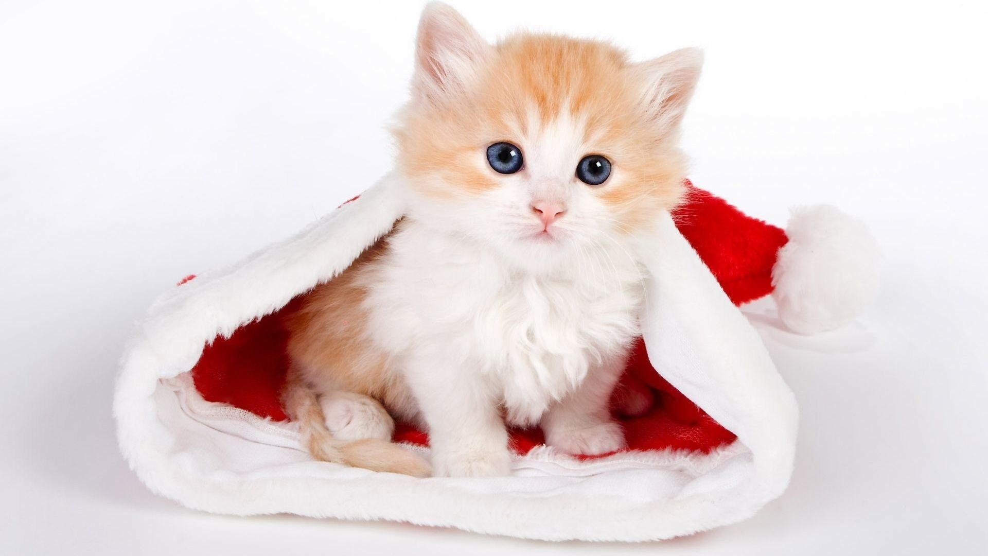 Kitten: Long domesticated as a pet and for catching rats and mice. 1920x1080 Full HD Wallpaper.