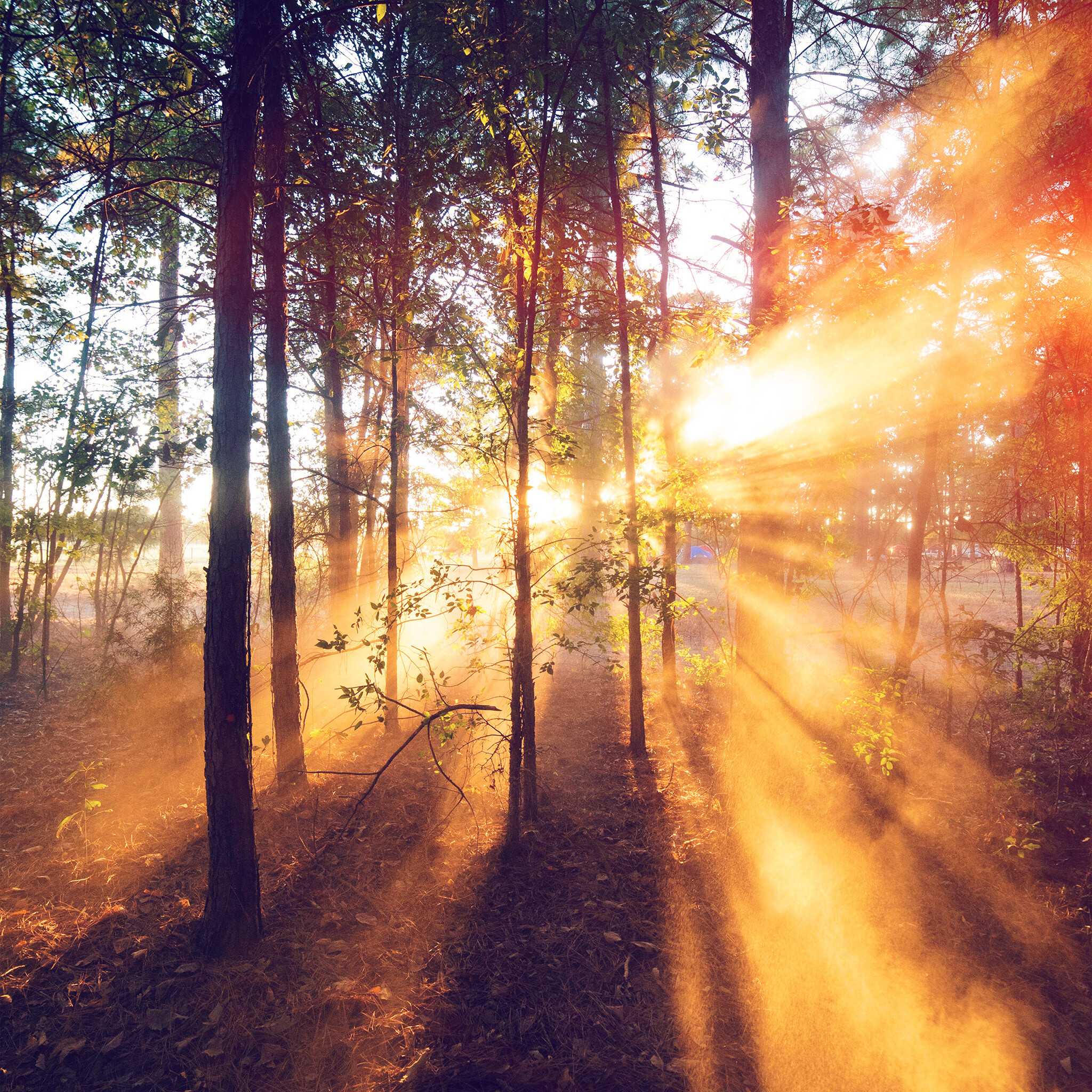 Sunrise: Dawn, The sun breaking through the forest, Atmospheric effects. 2050x2050 HD Wallpaper.