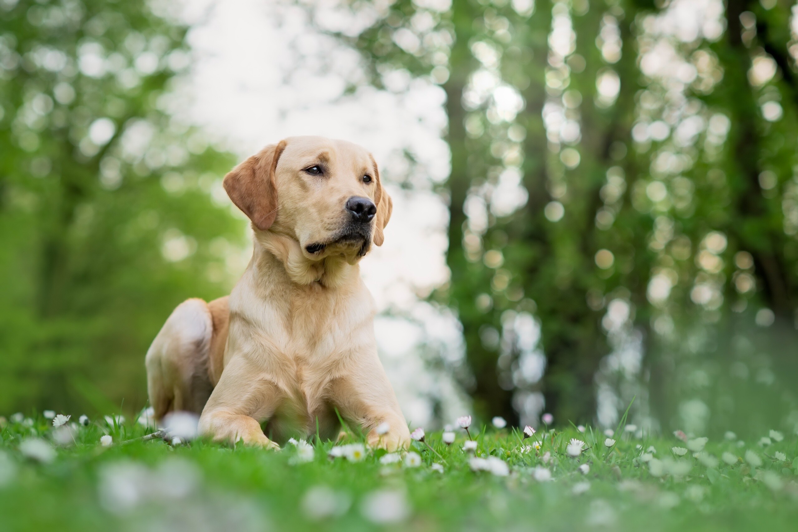 Labrador Retriever: The dog naturally has a slightly dry, oily coat. 2560x1710 HD Background.