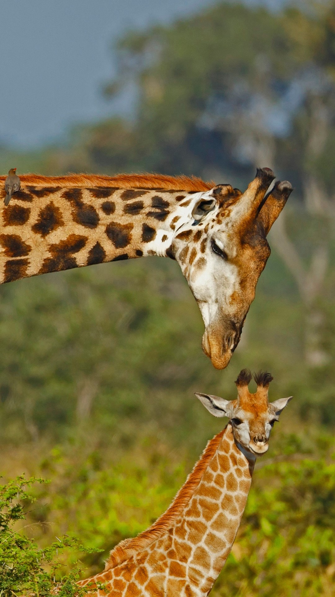 Kruger National Park, Giraffe, South African wildlife, Windows 10 spotlight images, 1080x1920 Full HD Phone