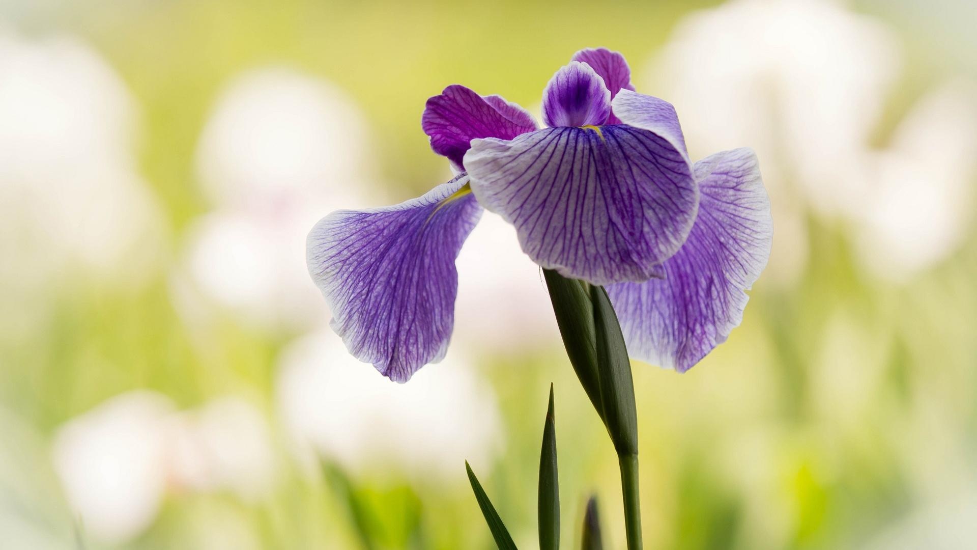 Beautiful iris flower, Nature's marvel, Vibrant colors, Stunning petals, 1920x1080 Full HD Desktop