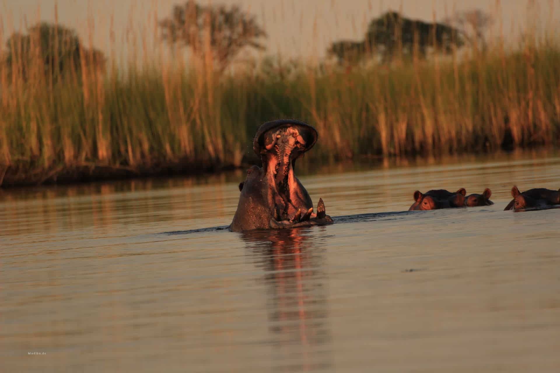 Madiba. de: Okavango Delta Abenteuer, 1920x1280 HD Desktop
