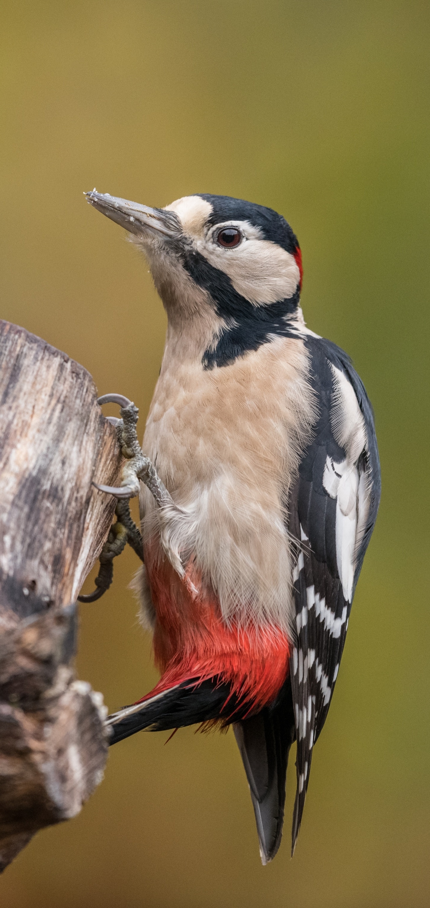 Woodpecker, Animals, Bird, 1440x3040 HD Handy