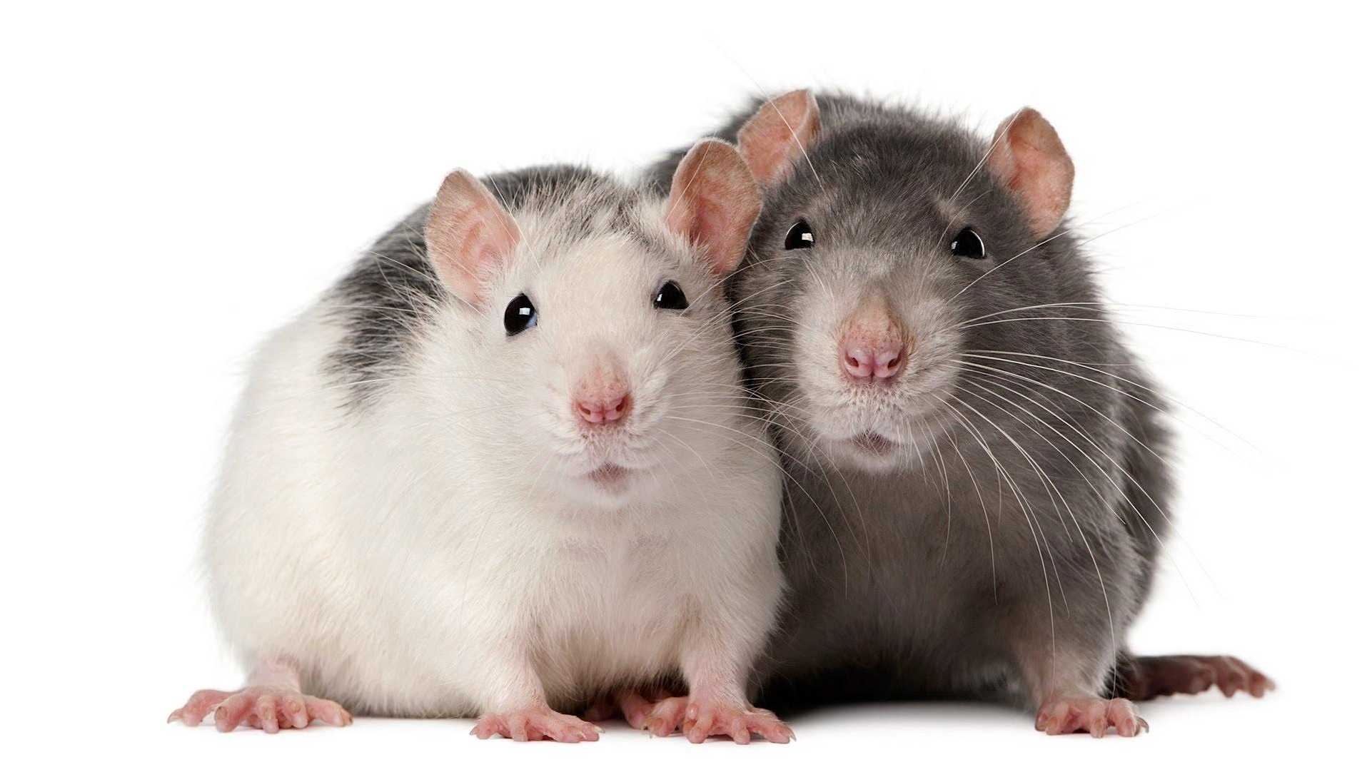 Community-submitted rat wallpapers, User-contributed rat images, Rat enthusiasts, Rat fanart, 1930x1090 HD Desktop