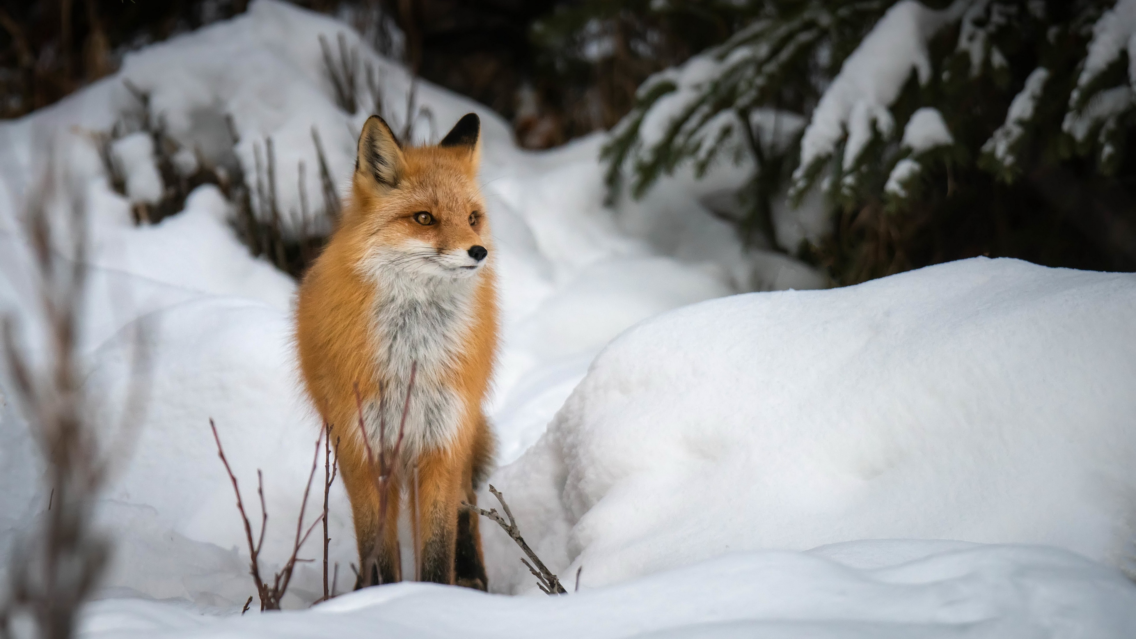 Fox snow winter animals, Mammals wallpaper, 3840x2160 4K Desktop