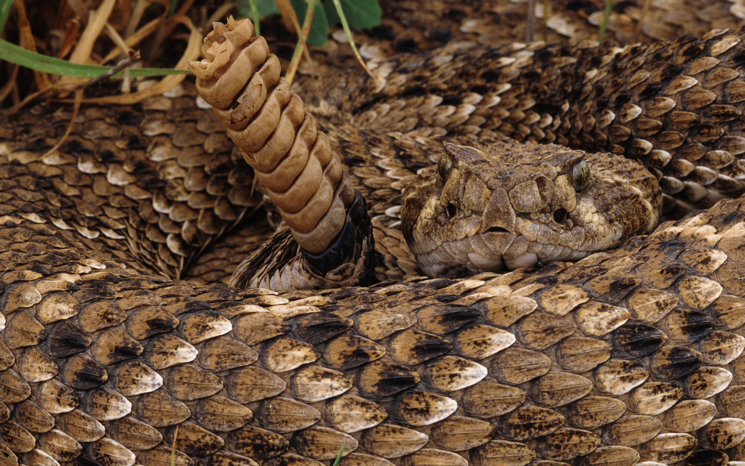 Rattlesnake pattern, Serpent design, Reptile art, Wildlife-inspired, 2560x1600 HD Desktop