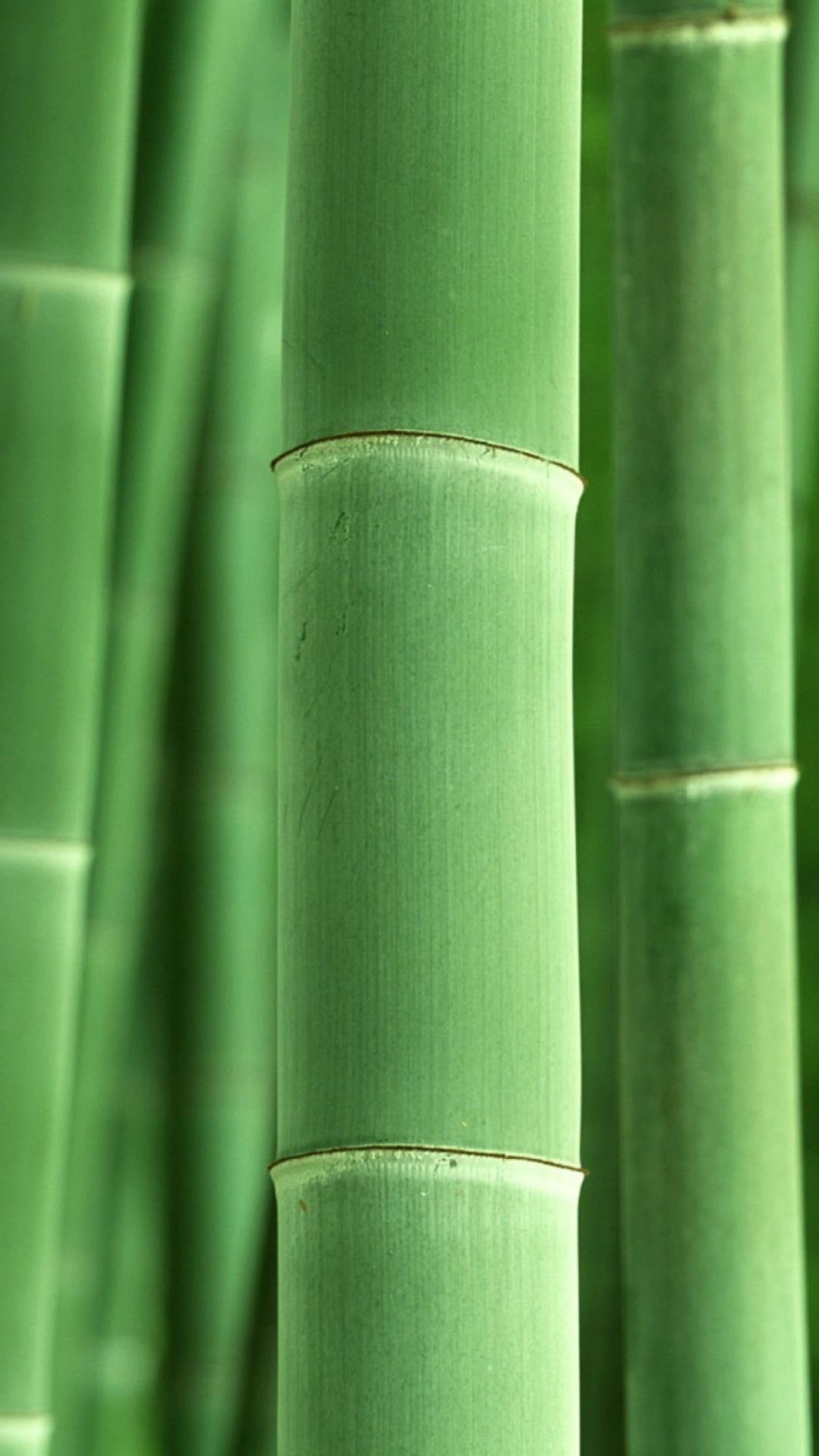 Bamboo: Plant is used for building materials, as a food source, and as a raw product. 1080x1920 Full HD Wallpaper.