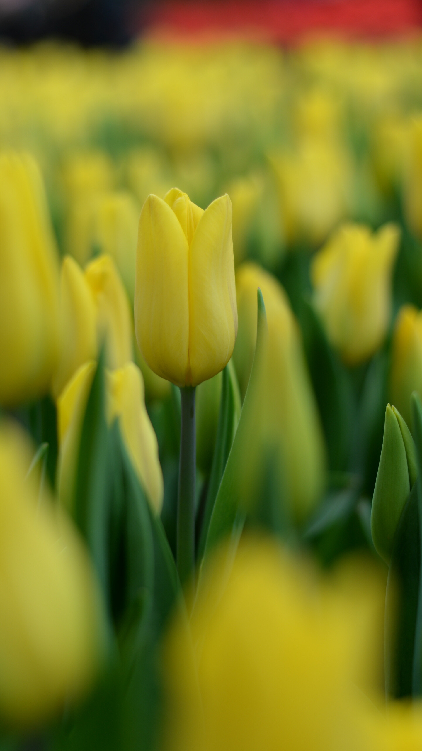 Tulip: A genus of spring-blooming perennial herbaceous bulbiferous geophytes, dying back after flowering to an underground storage bulb. 1440x2560 HD Background.