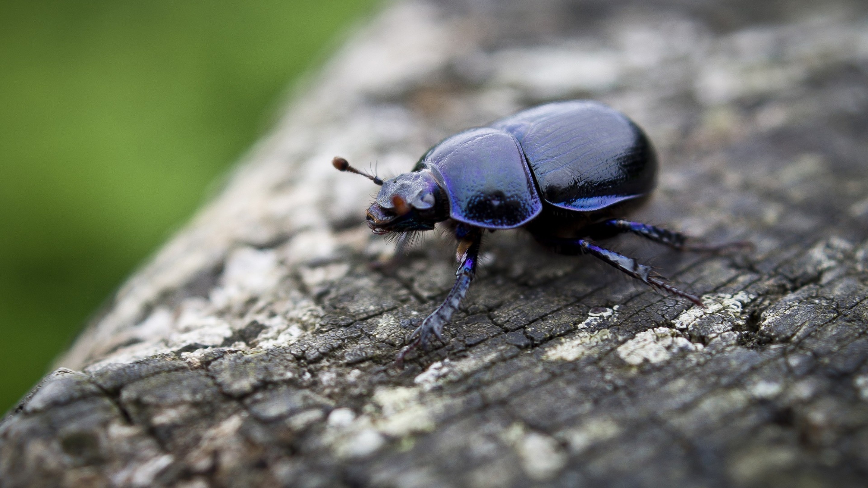 Beetle (Animals), Insect nature wood, Ultra high definition, Widescreen, 2880x1620 HD Desktop