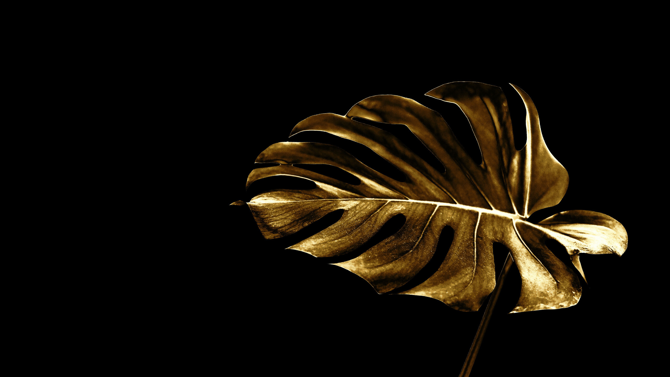 Gold Leaf: Gold leaves for decorative purposes, Monstera deliciosa, A species of flowering plant native to tropical forests. 2560x1440 HD Wallpaper.