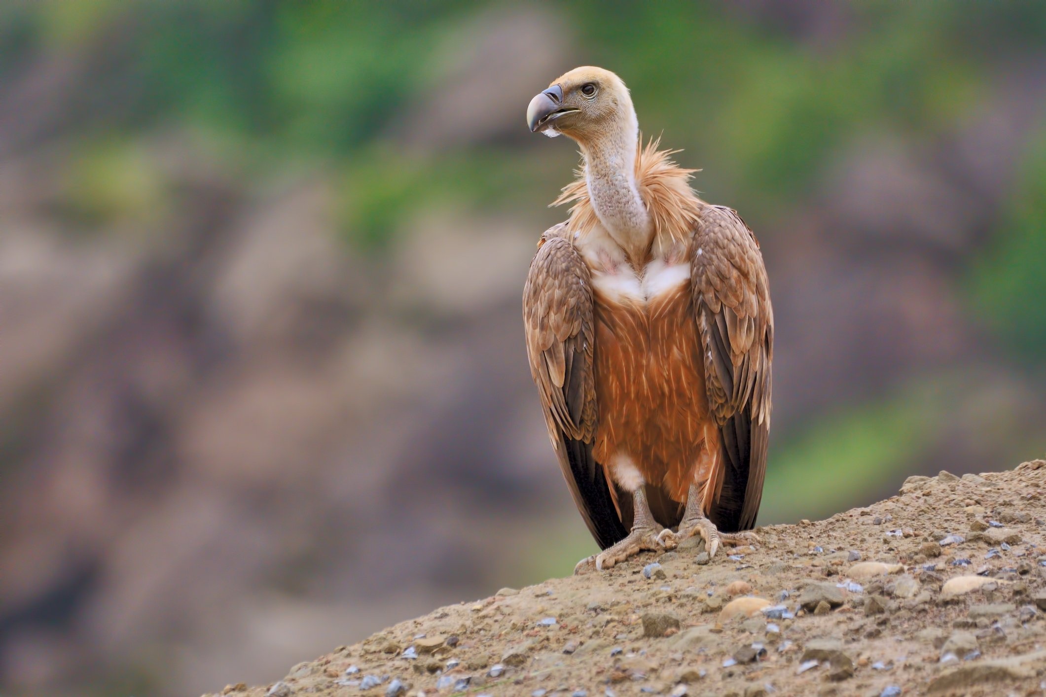 Griffon (Bird): Gyps fulvus, The griffon vulture, The Eurasian type of bird, A scavenger. 2130x1420 HD Background.