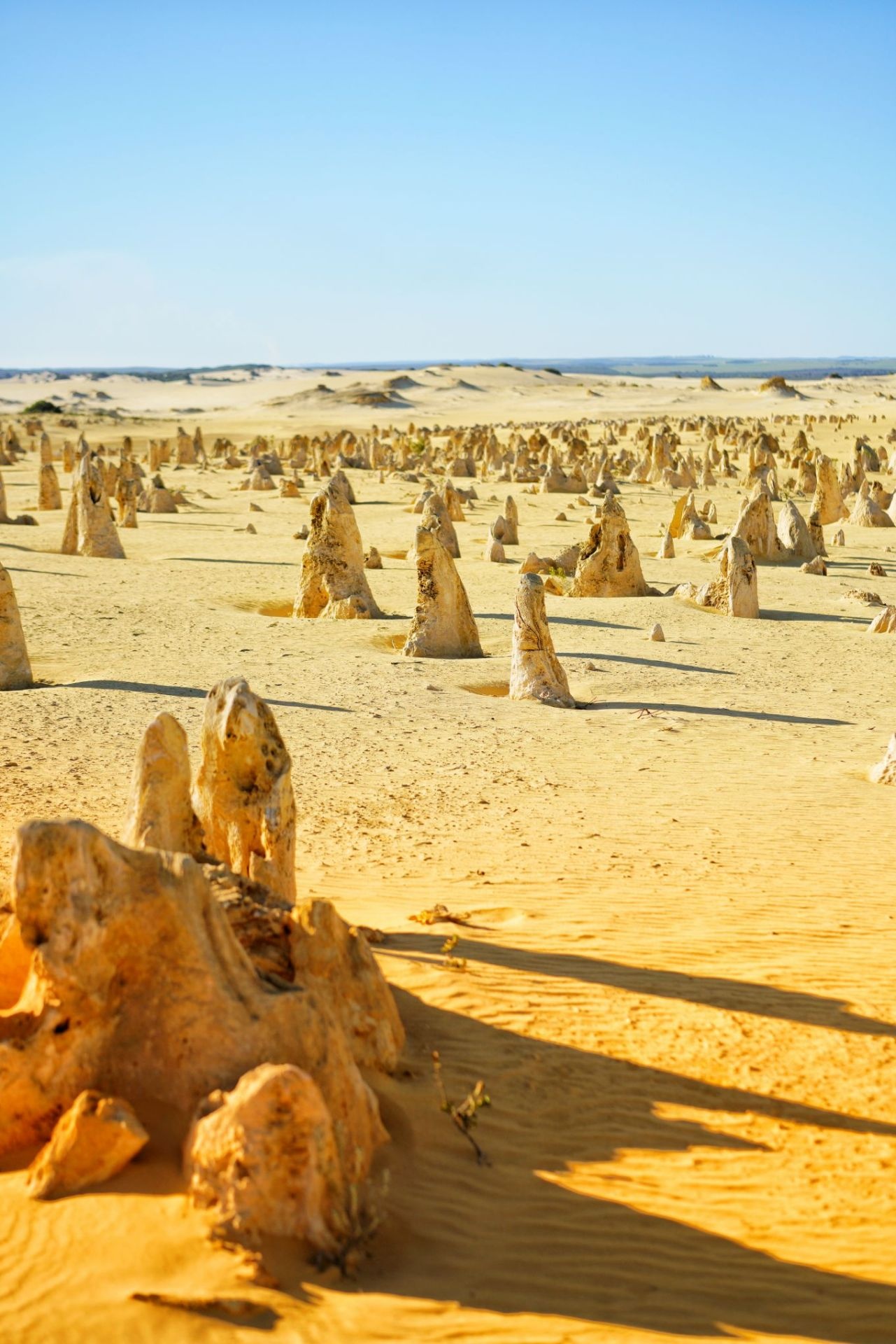 Nambung National Park, The Pinnacles, Attraction reviews, Opening hours, 1290x1920 HD Phone