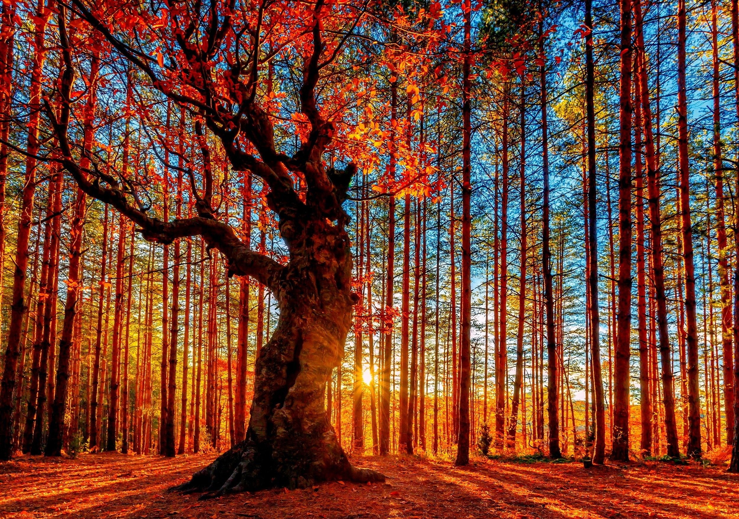 Fall scenery, Vibrant display, selection, Seasonal colors, Natures grandeur, 2500x1760 HD Desktop