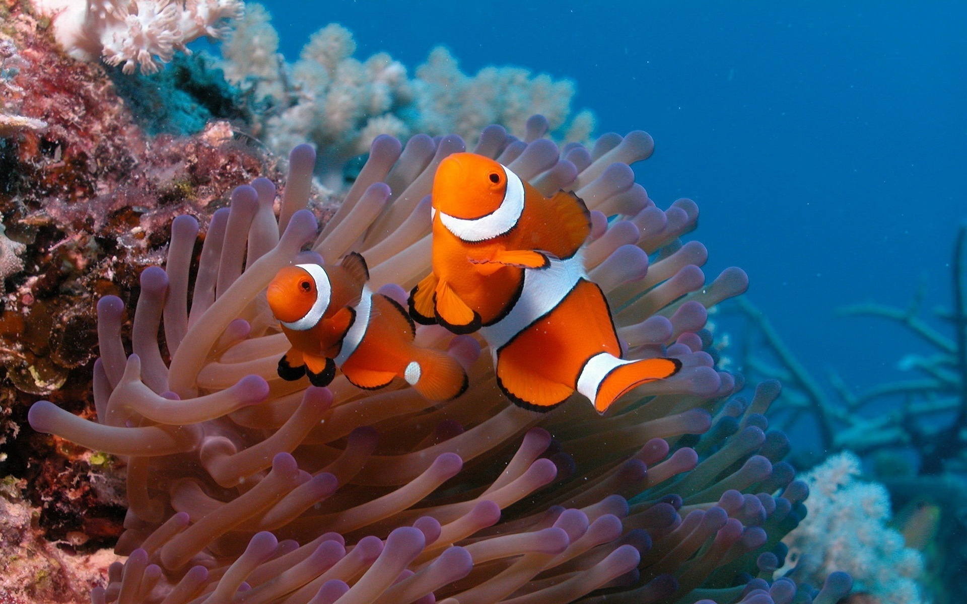 Clown Fish: Anemonefish colonies usually consist of the reproductive male and female and a few male juveniles. 1920x1200 HD Wallpaper.