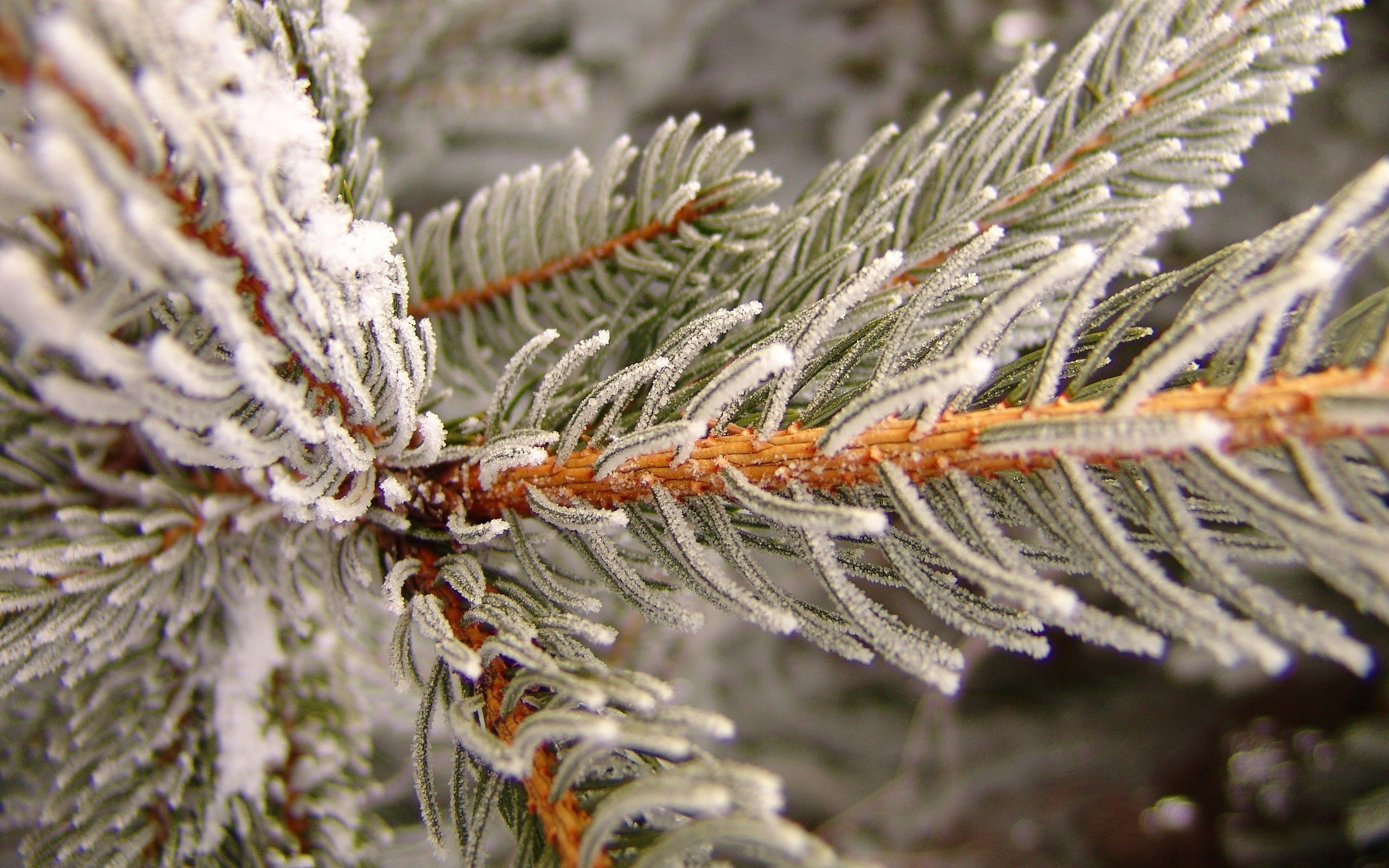 Snow-covered spruce tree, Winter landscape, Close-up photo, Spruce trees, 2560x1600 HD Desktop