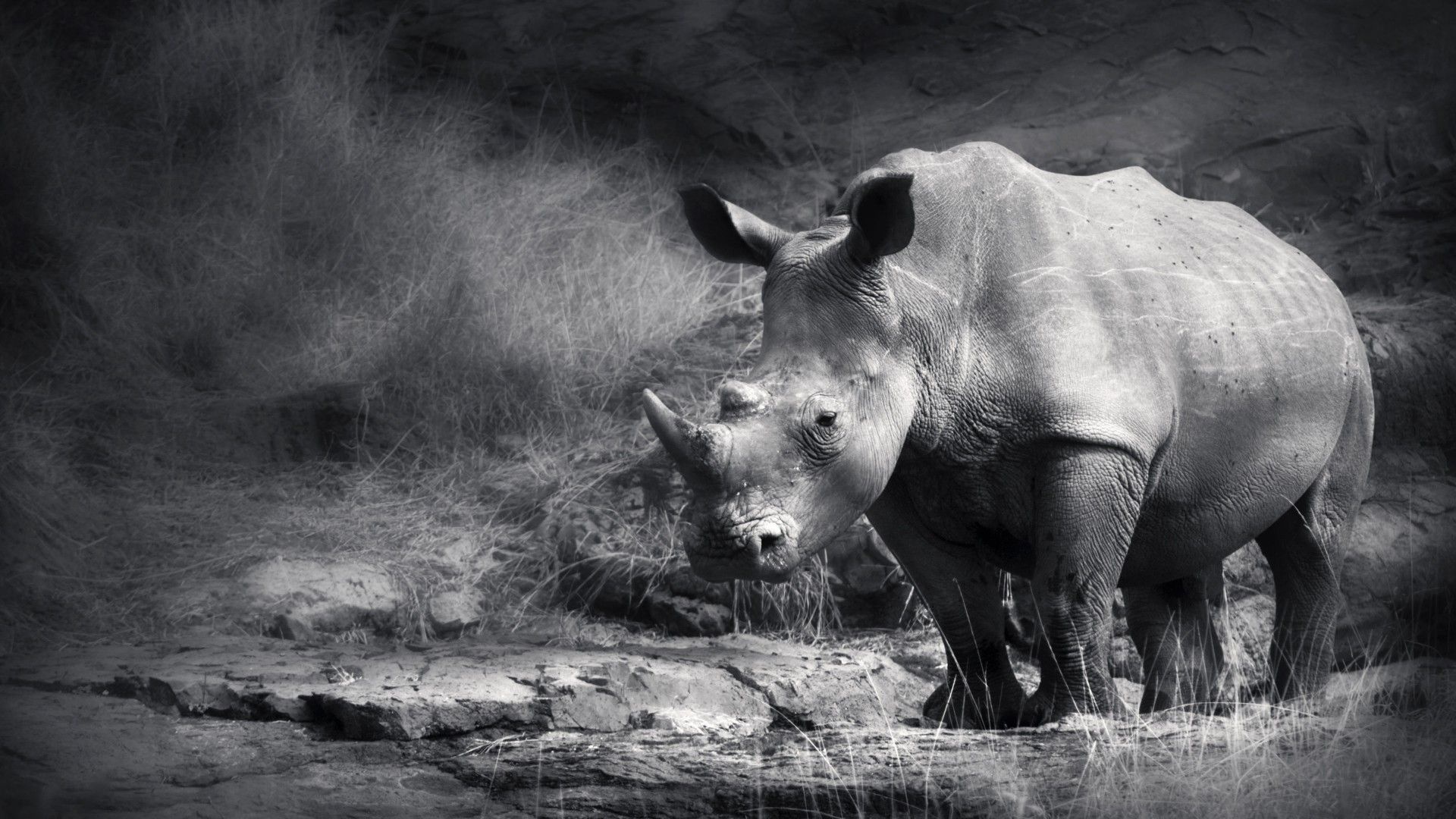 Kruger National Park, Rhino, African wildlife, Wildlife photography, 1920x1080 Full HD Desktop