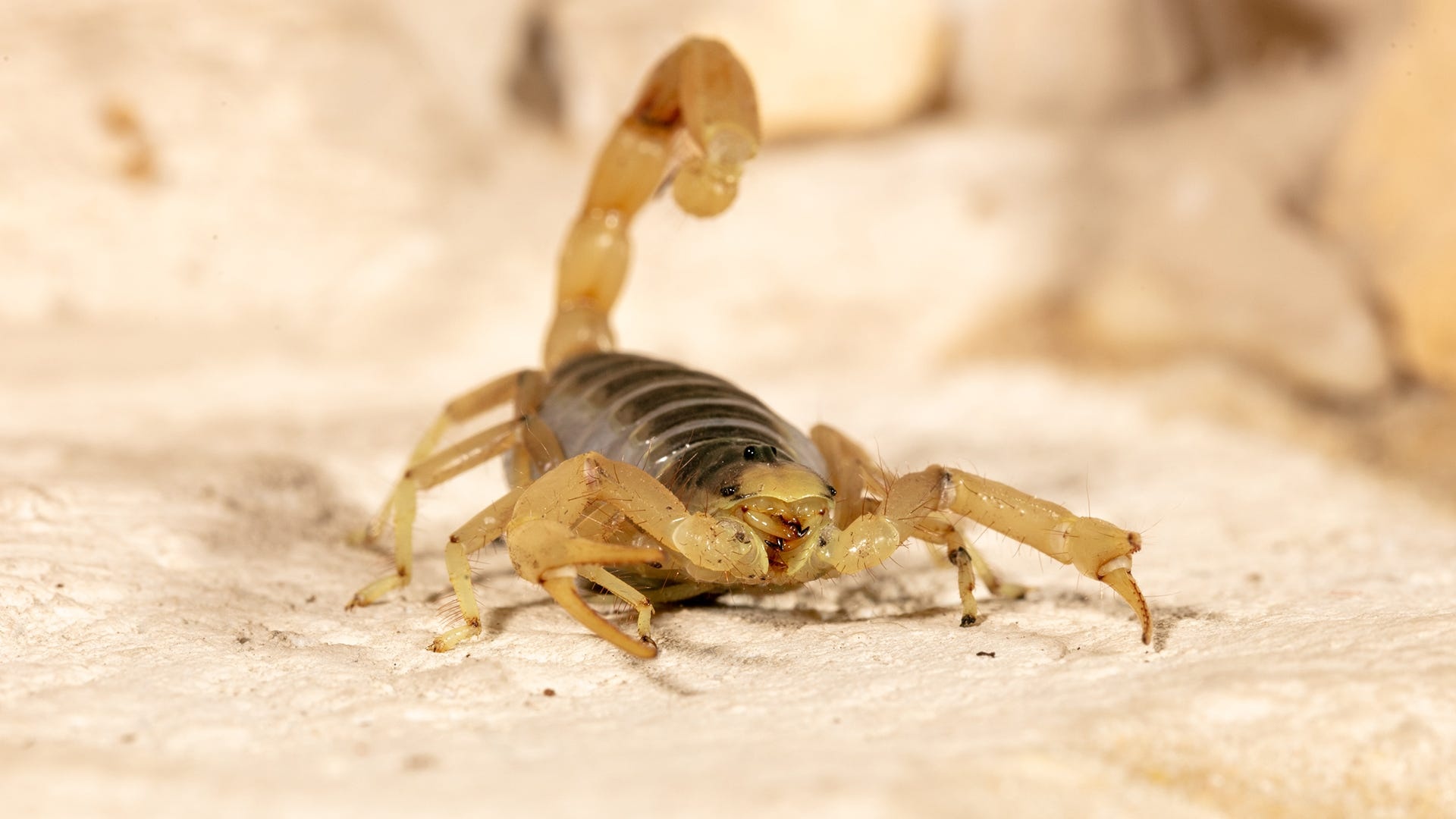 Scorpion (Animal): Can stay submerged underwater for up to 48 hours. 1920x1080 Full HD Background.
