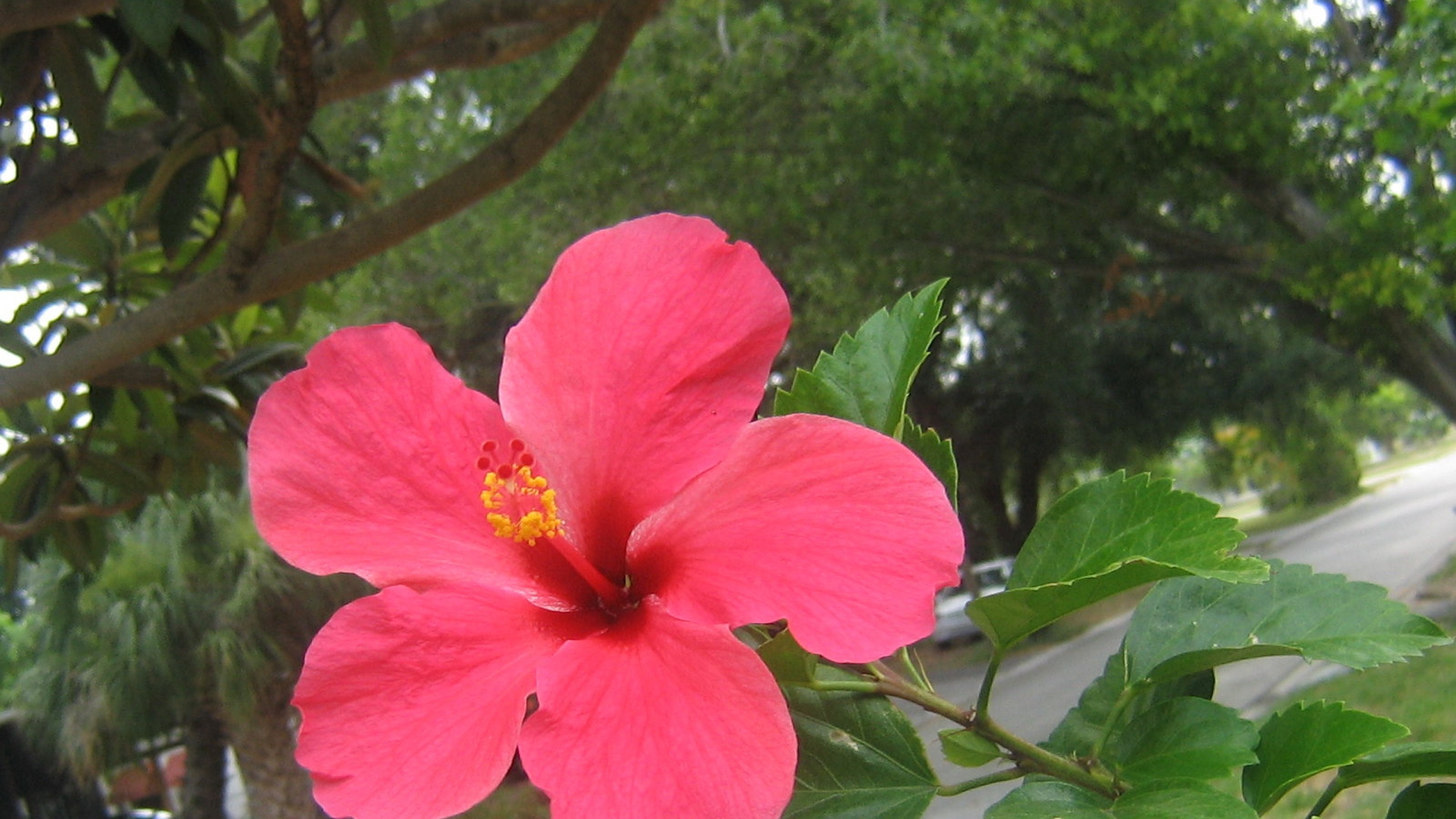 Hibiscus flower HD wallpaper, 4k Ultra HD, Floral beauty, HD image, 3840x2160 4K Desktop
