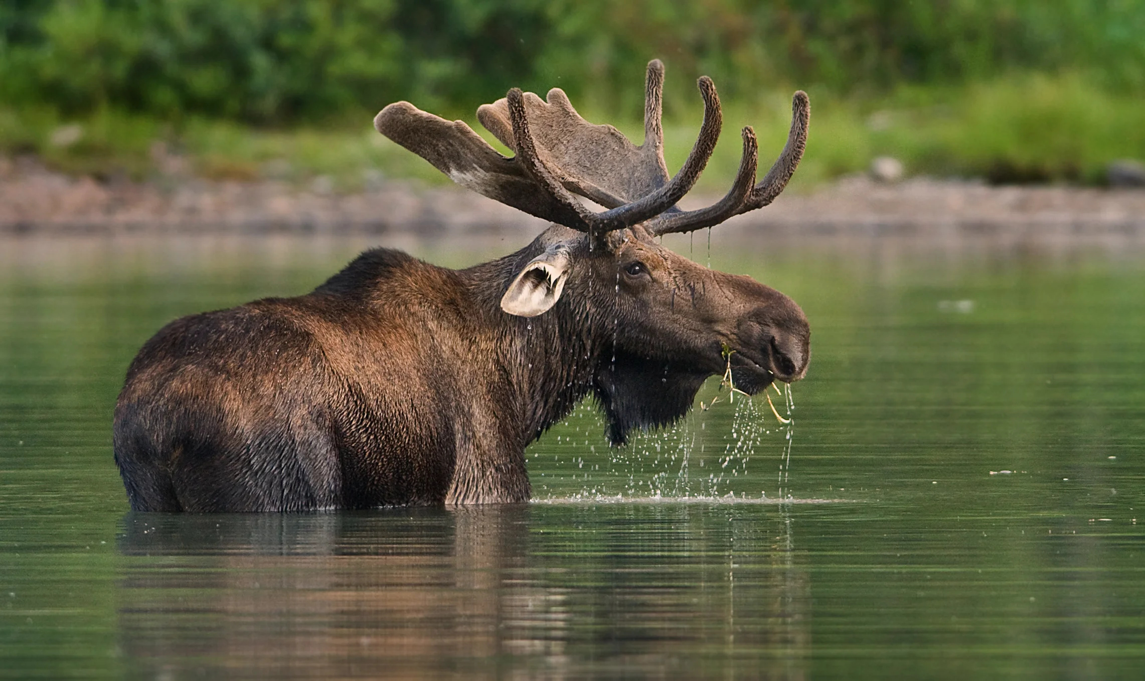 Population rebound, Minnesota's moose, Conservation success, Hope for the future, 2290x1360 HD Desktop