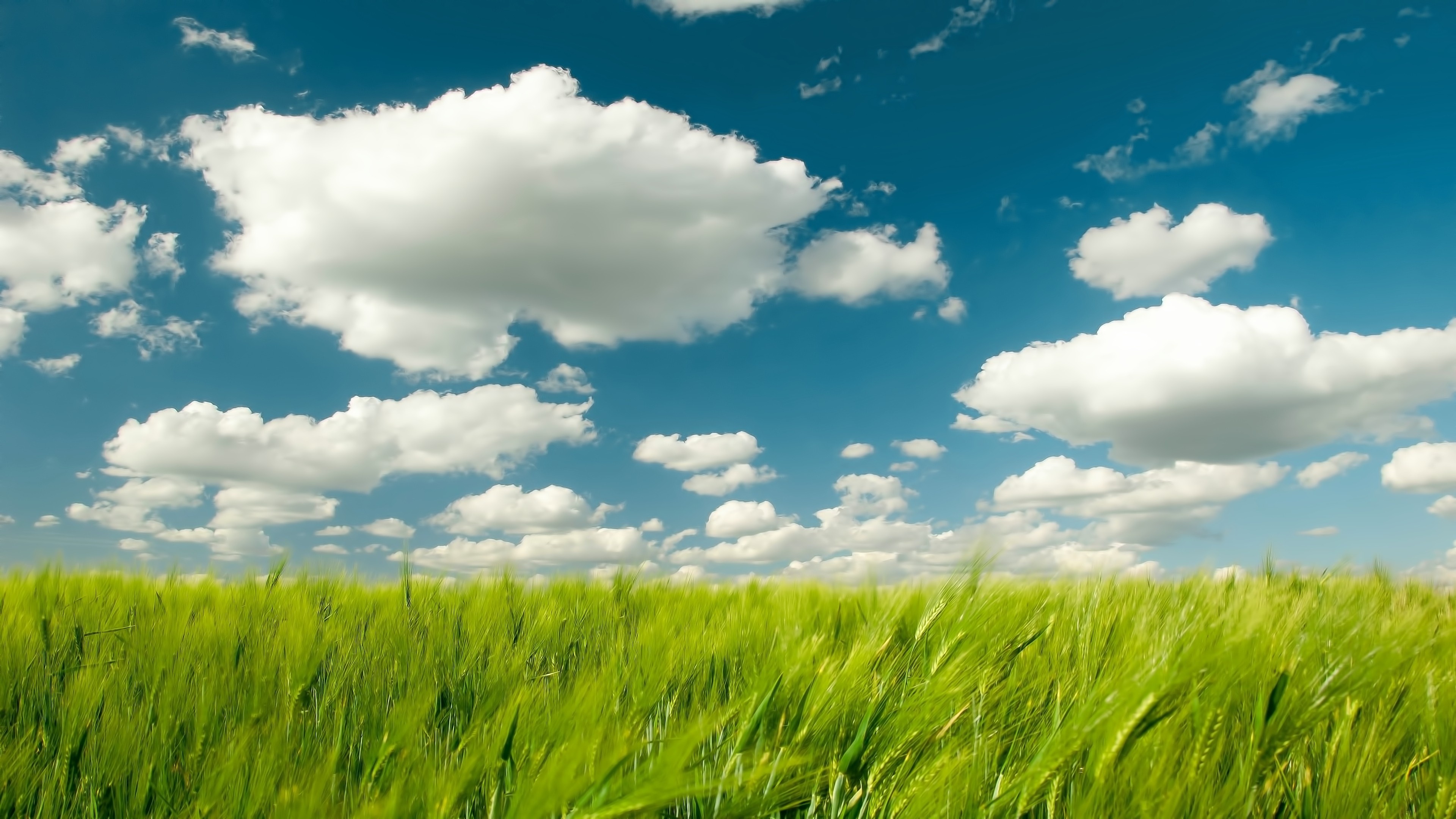 Grass and Sky: Sunlight, Landscape, Nature, Horizon, Steppe, Clouds, Grassland, Pasture, Agriculture, Meadow, Plain, Lawn, Prairie, Atmosphere of Earth, Ecosystem. 3840x2160 4K Background.