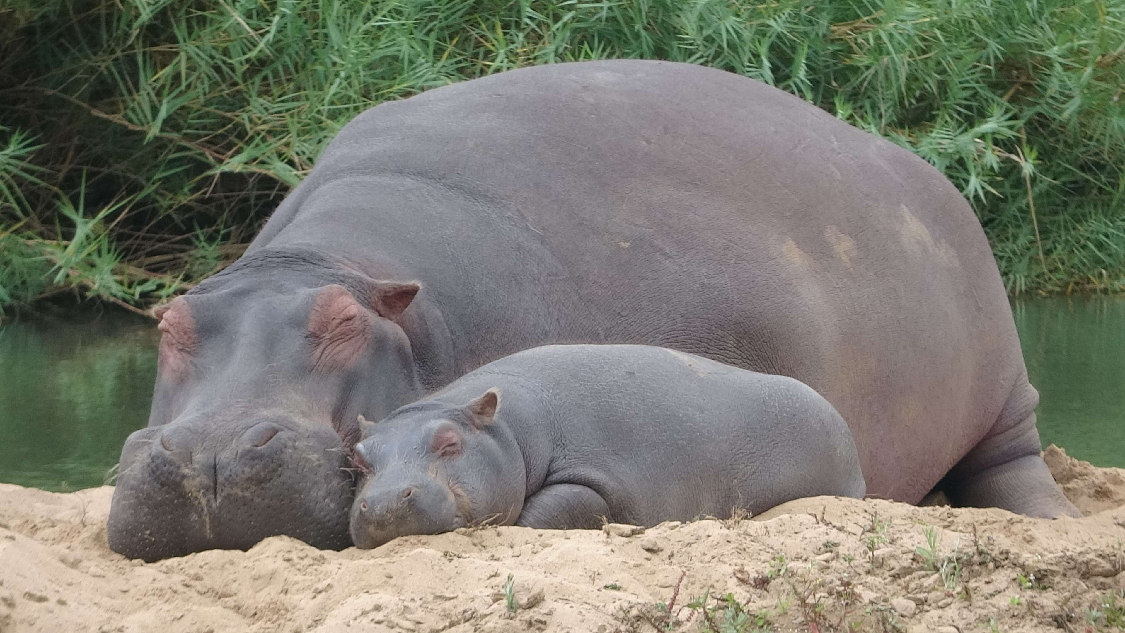 Hippo, Shared by Ryan Walker, Nature's wonders, African wildlife, 3840x2160 4K Desktop