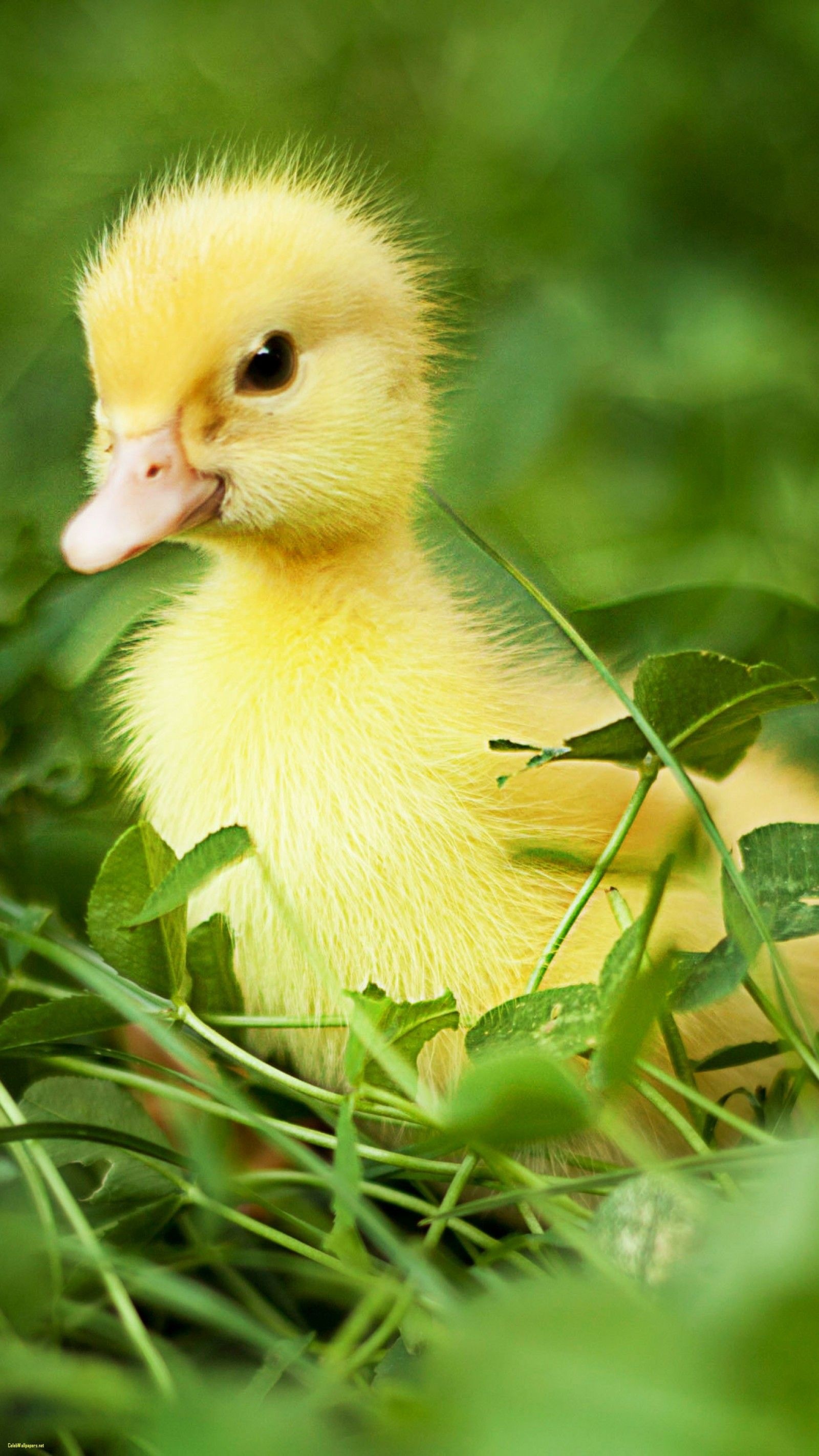 Cute duck wallpapers, Most popular, Adorable backgrounds, Irresistible charm, 1600x2850 HD Handy