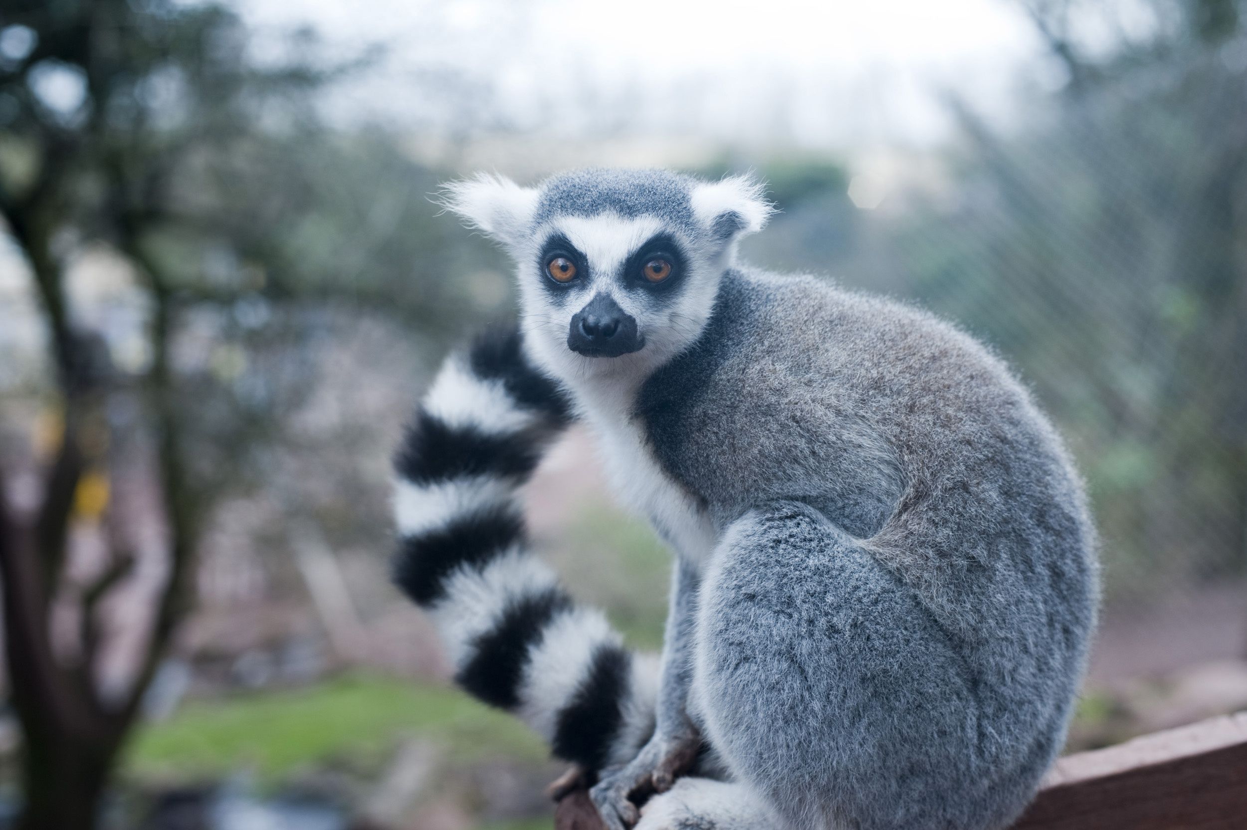 Ring Tailed Lemur, Animals, Ring tailed lemur, Jungle animal, 2500x1670 HD Desktop