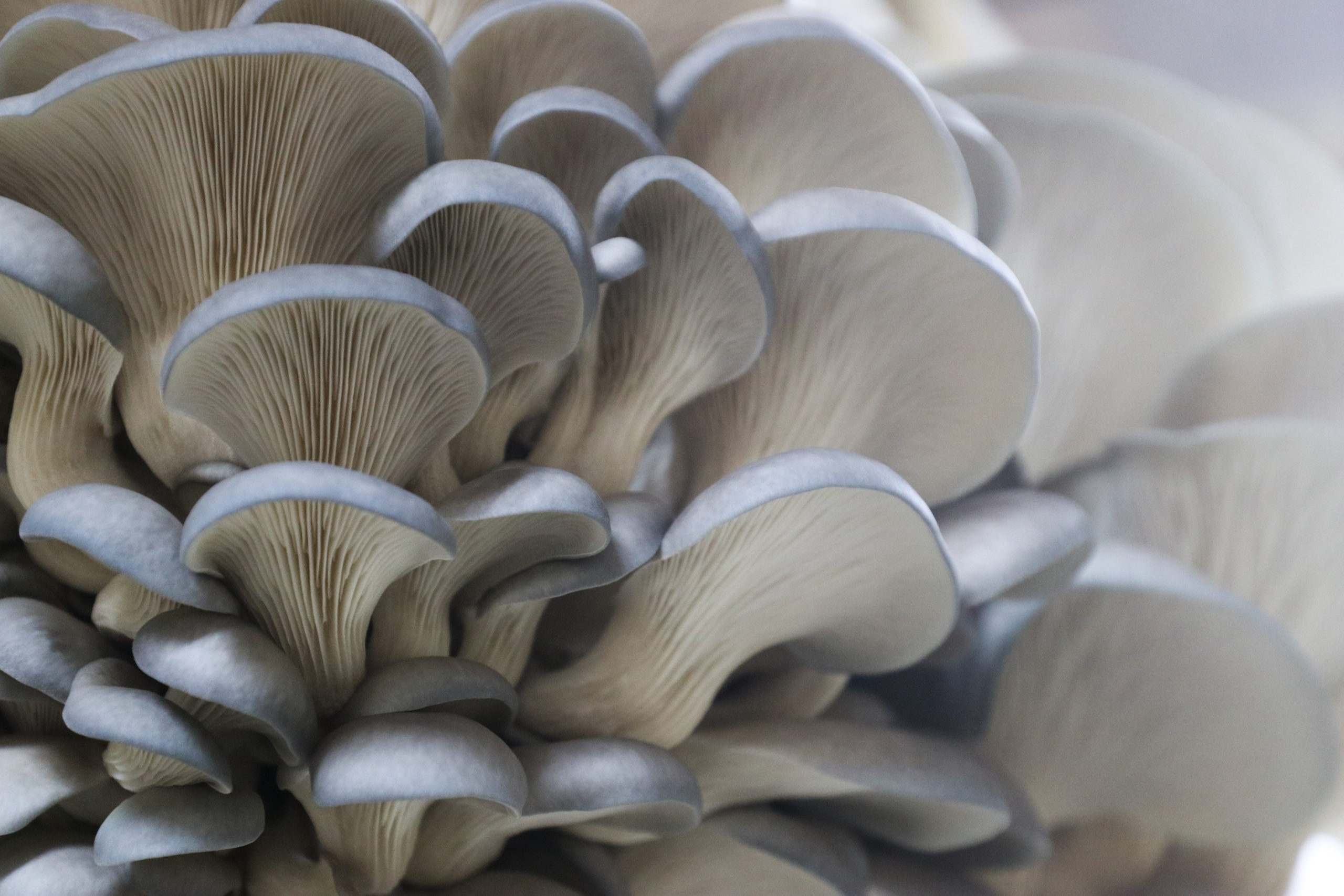 Blue oyster mushroom, Liquid culture, Mossy environment, Fungal growth, 2560x1710 HD Desktop