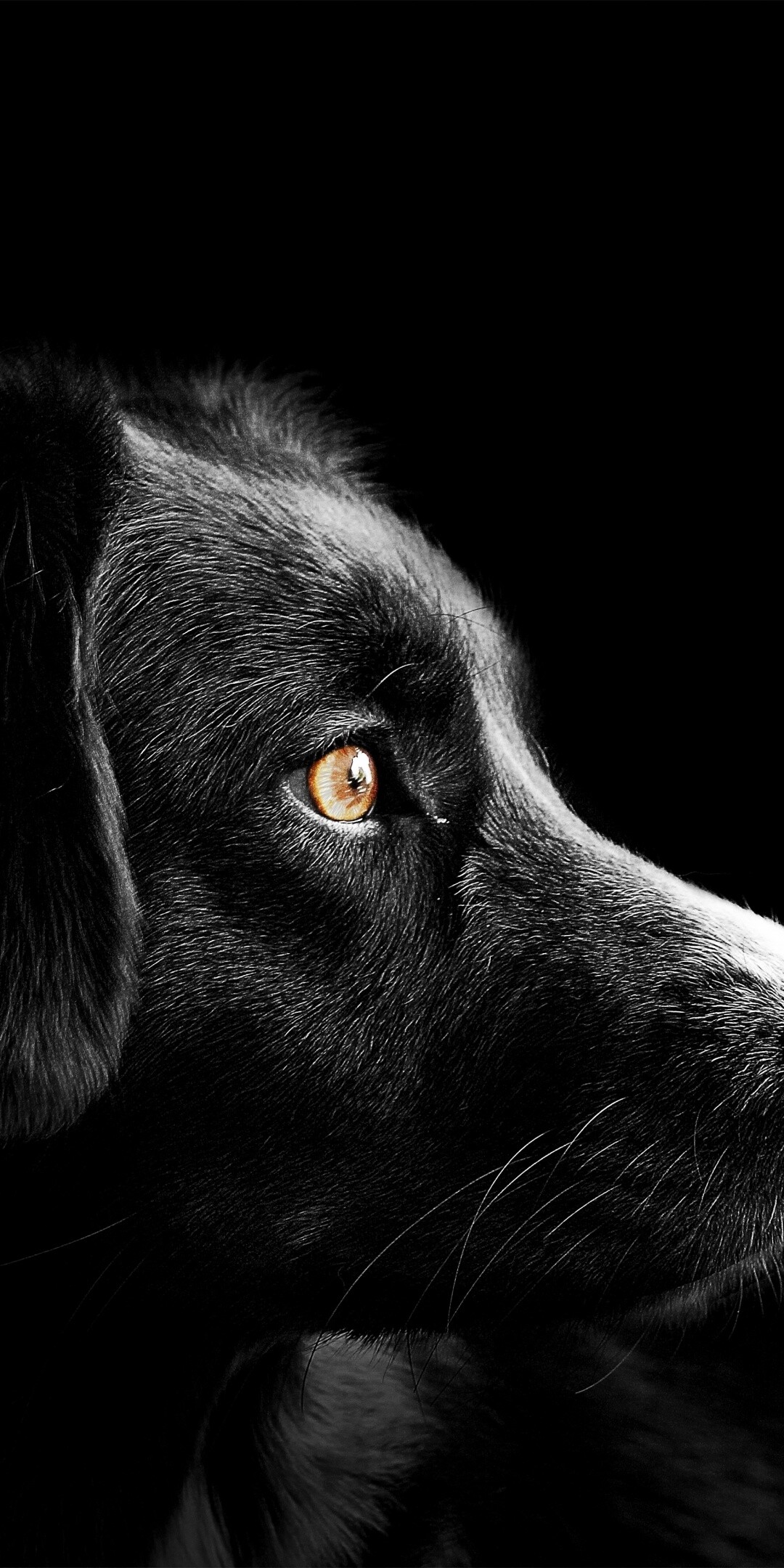 Dog: A domesticated canine mammal. 1080x2160 HD Background.