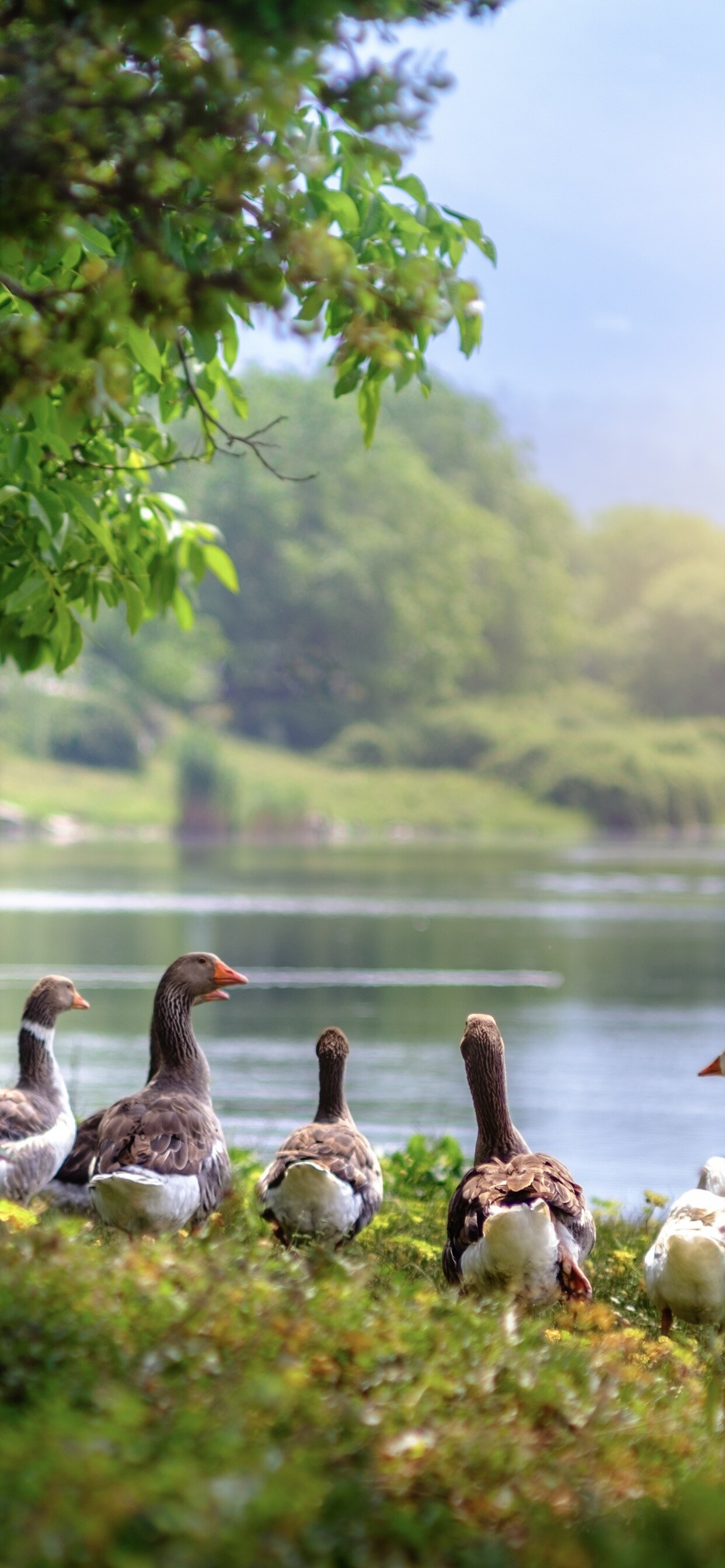 Geese: Wild birds with small teeth on the edges of the beak, Migratory birds. 1250x2690 HD Background.