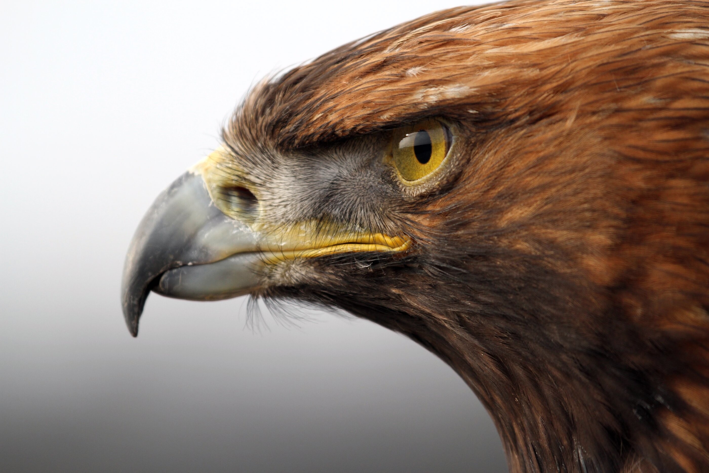 Golden Eagle: American eagle, The second heaviest breeding eagle in North America, The bird's eye. 2800x1870 HD Wallpaper.