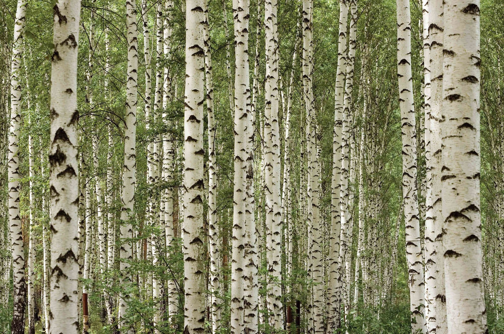 Nature, Birch wallpapers, Birch backgrounds, Top free, 2000x1330 HD Desktop