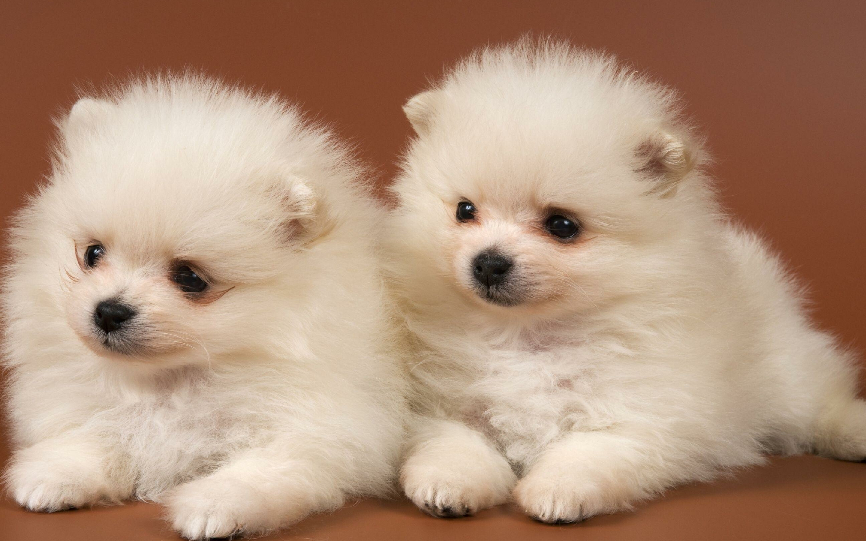 Pomeranian, Puppy wallpapers, Playful and tiny, Fluffy fur, 2880x1800 HD Desktop