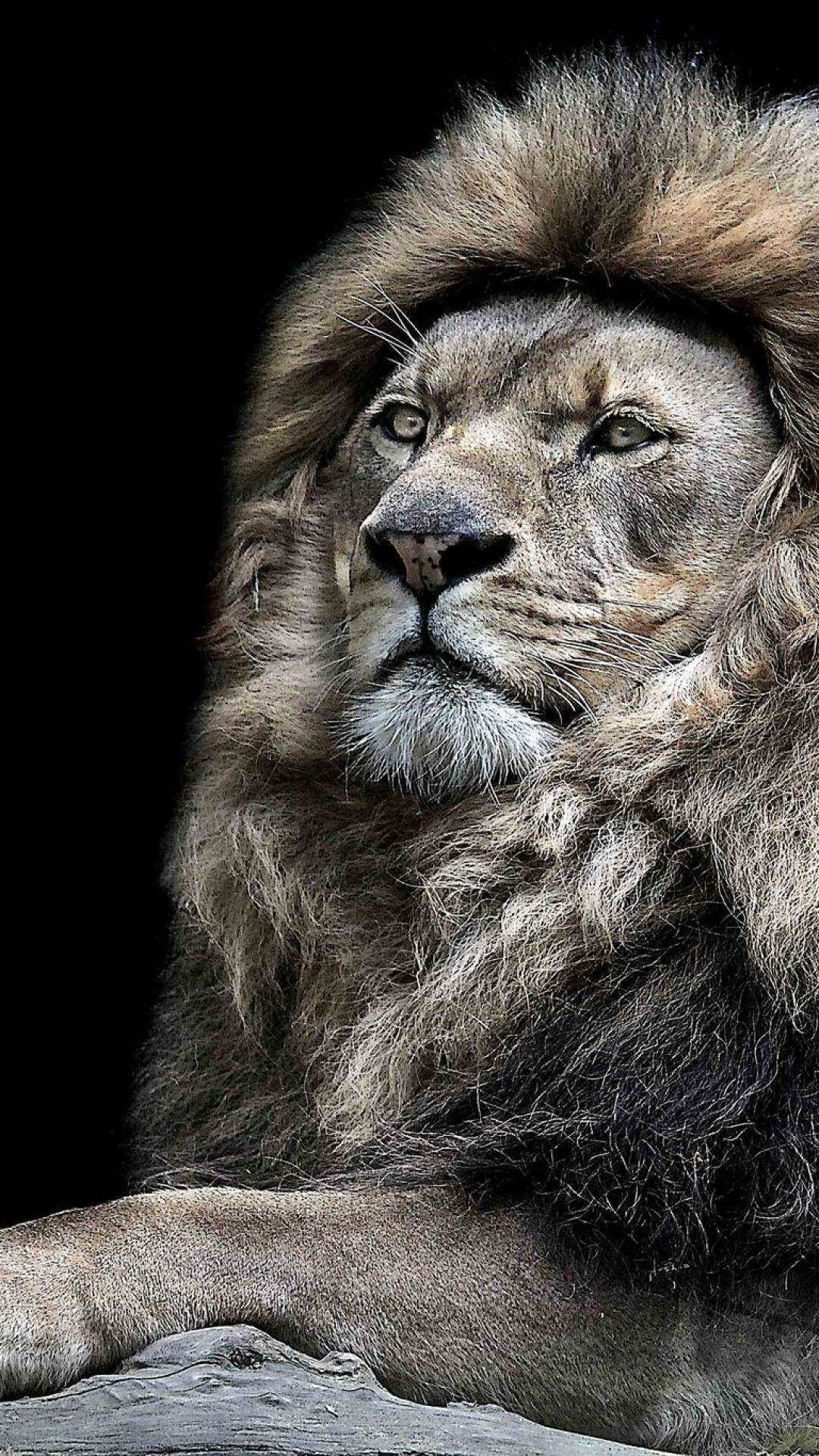 Lion: One of the largest, strongest, and most powerful felines in the world, second only in size to the Siberian Tiger. 1080x1920 Full HD Wallpaper.