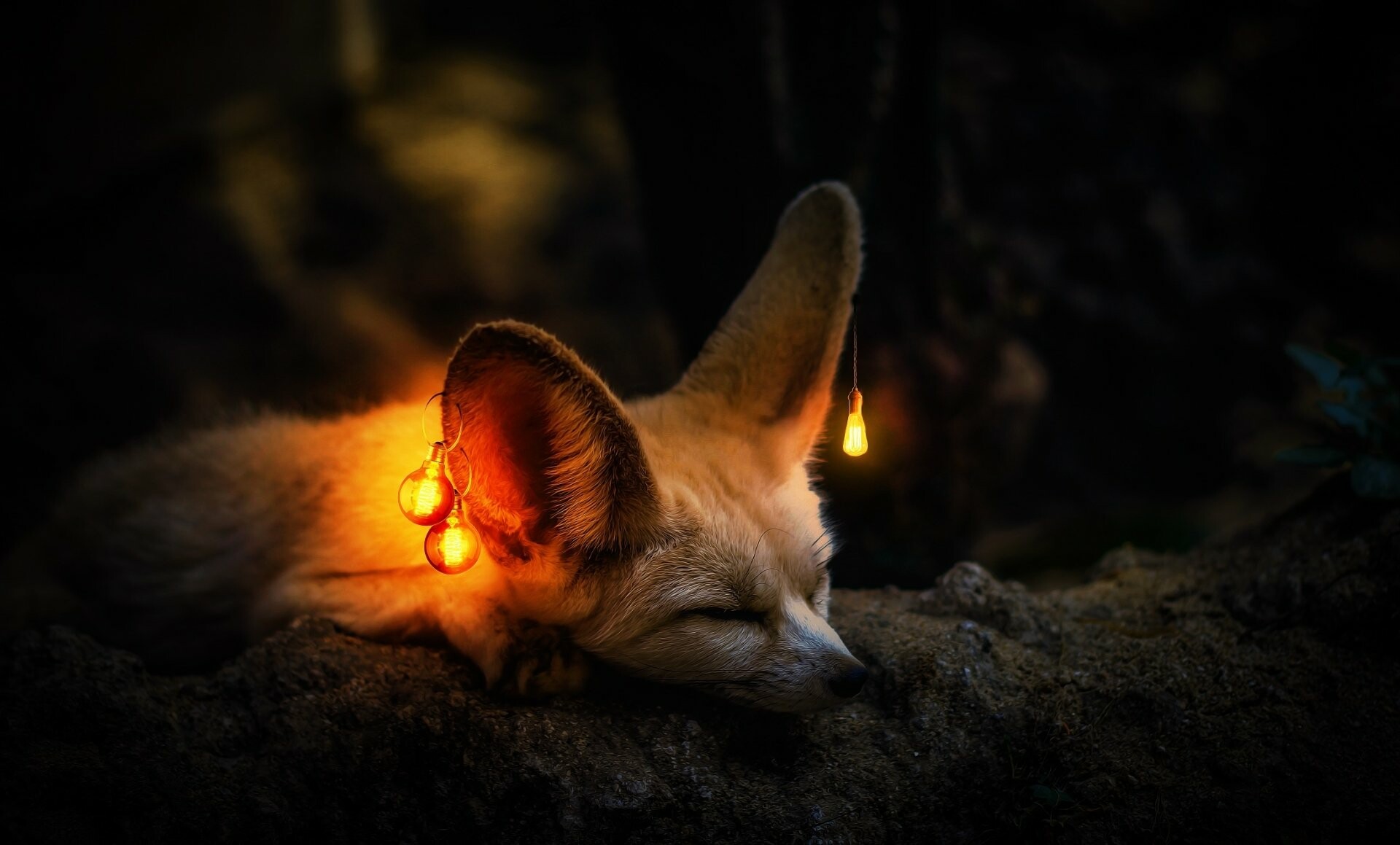Fox: Fennec, The species Vulpes zerda, having distinctive oversized ears. 1920x1160 HD Background.