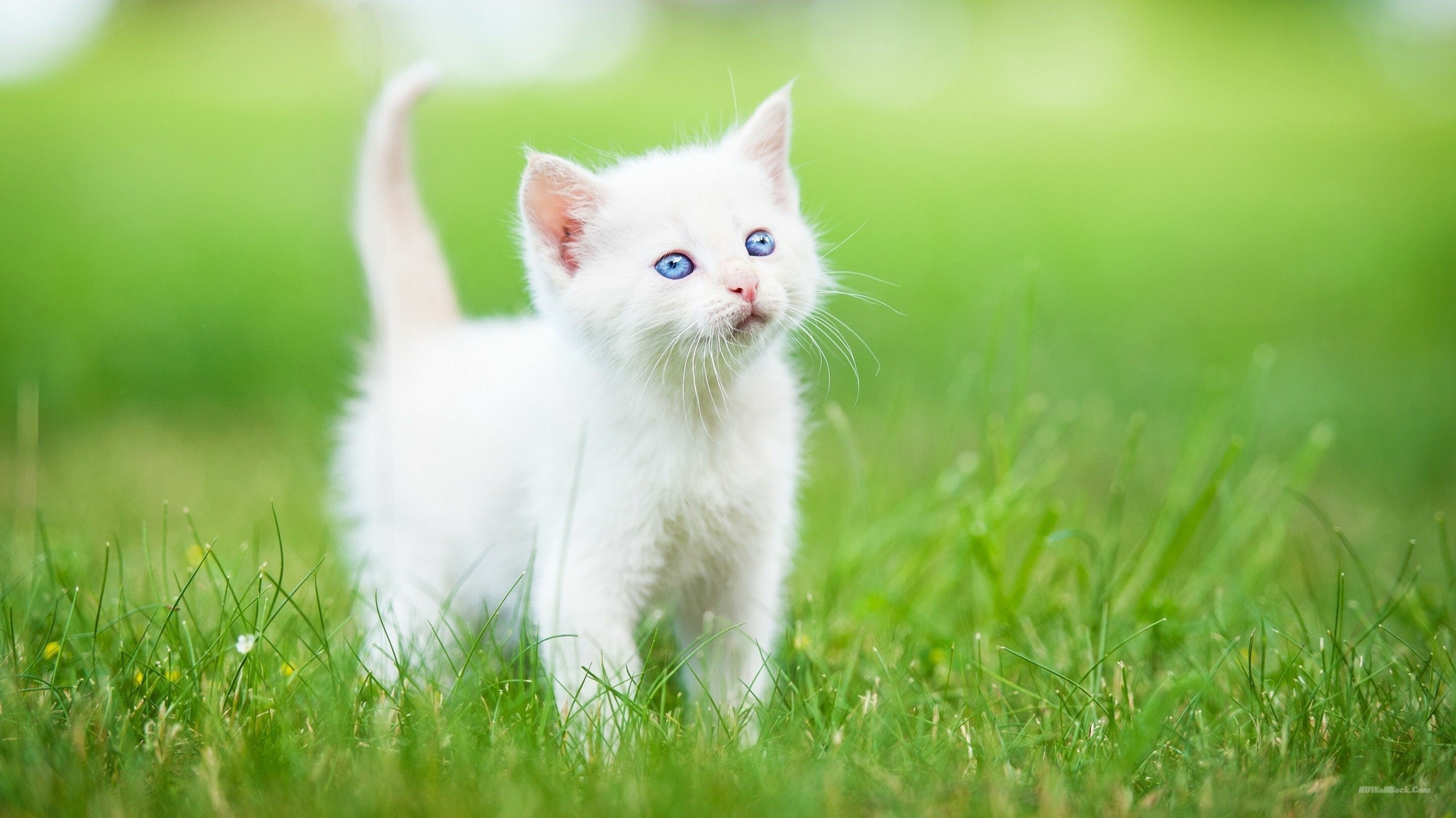 Kitten: A breed of domestic cat, Felis catus. 2880x1620 HD Background.