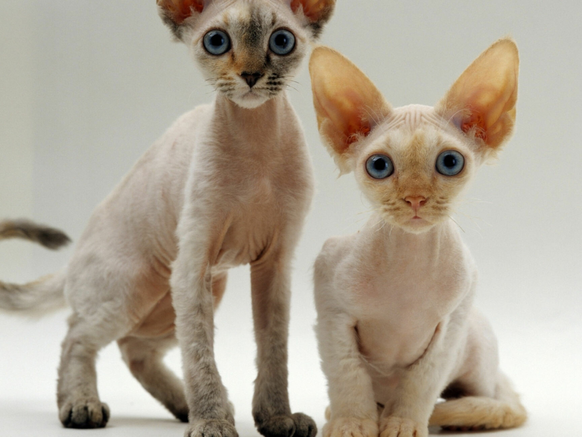 Devon Rex: The breed’s large eyes, short muzzle, prominent cheekbones, and huge, lowset ears create a characteristic elfin look, Kittens. 1920x1440 HD Background.