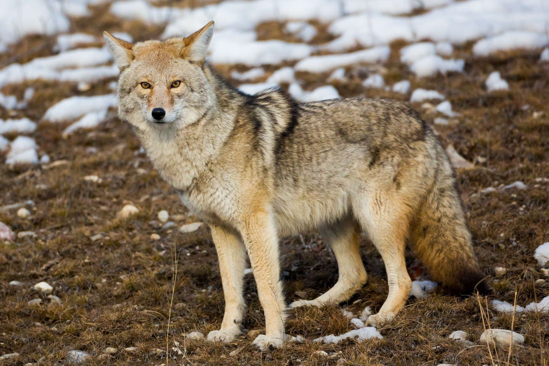 Coyote, Wild canine species, Predator, Animal wildlife, 1930x1290 HD Desktop