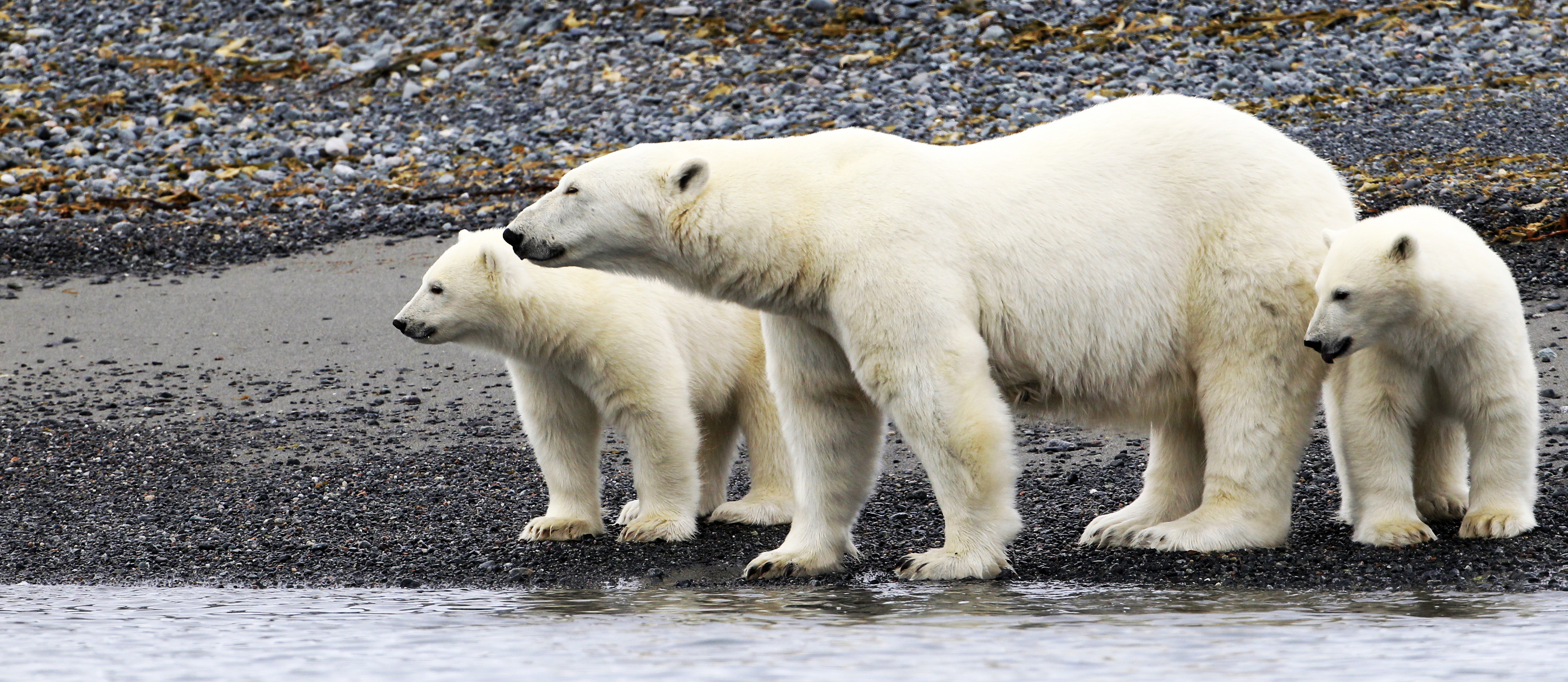 Spitsbergen National Park, Polar bear, North expedition, Adventure, 3560x1550 Dual Screen Desktop