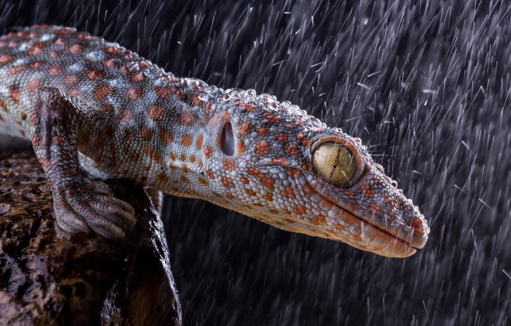 Gecko: Tokay geckos, Species found in northeast India, Bhutan, Nepal, and Bangladesh. 2050x1310 HD Wallpaper.
