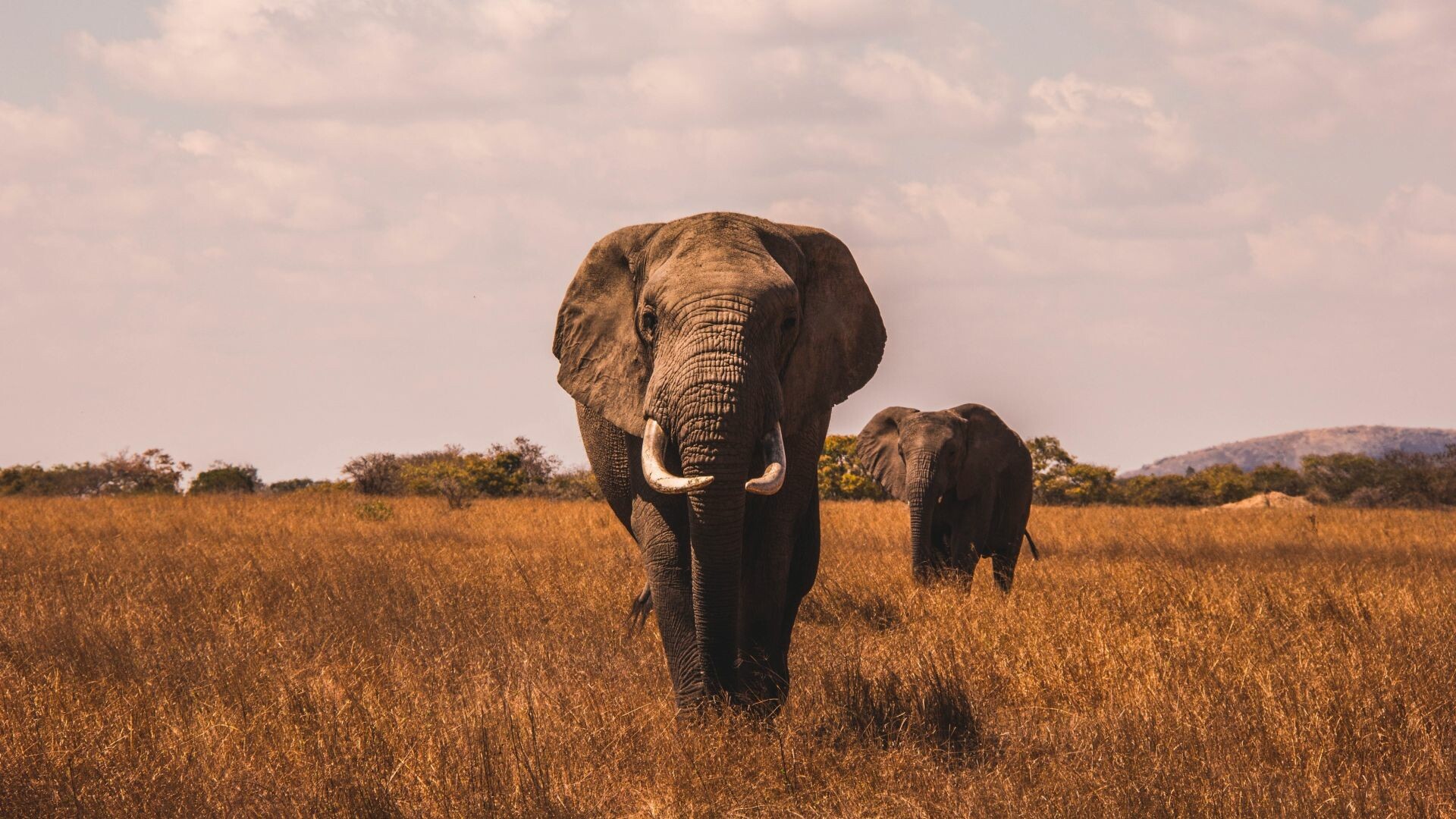 Elephant: The largest land mammals on earth, Distinctly massive bodies, large ears, and long trunks. 1920x1080 Full HD Background.