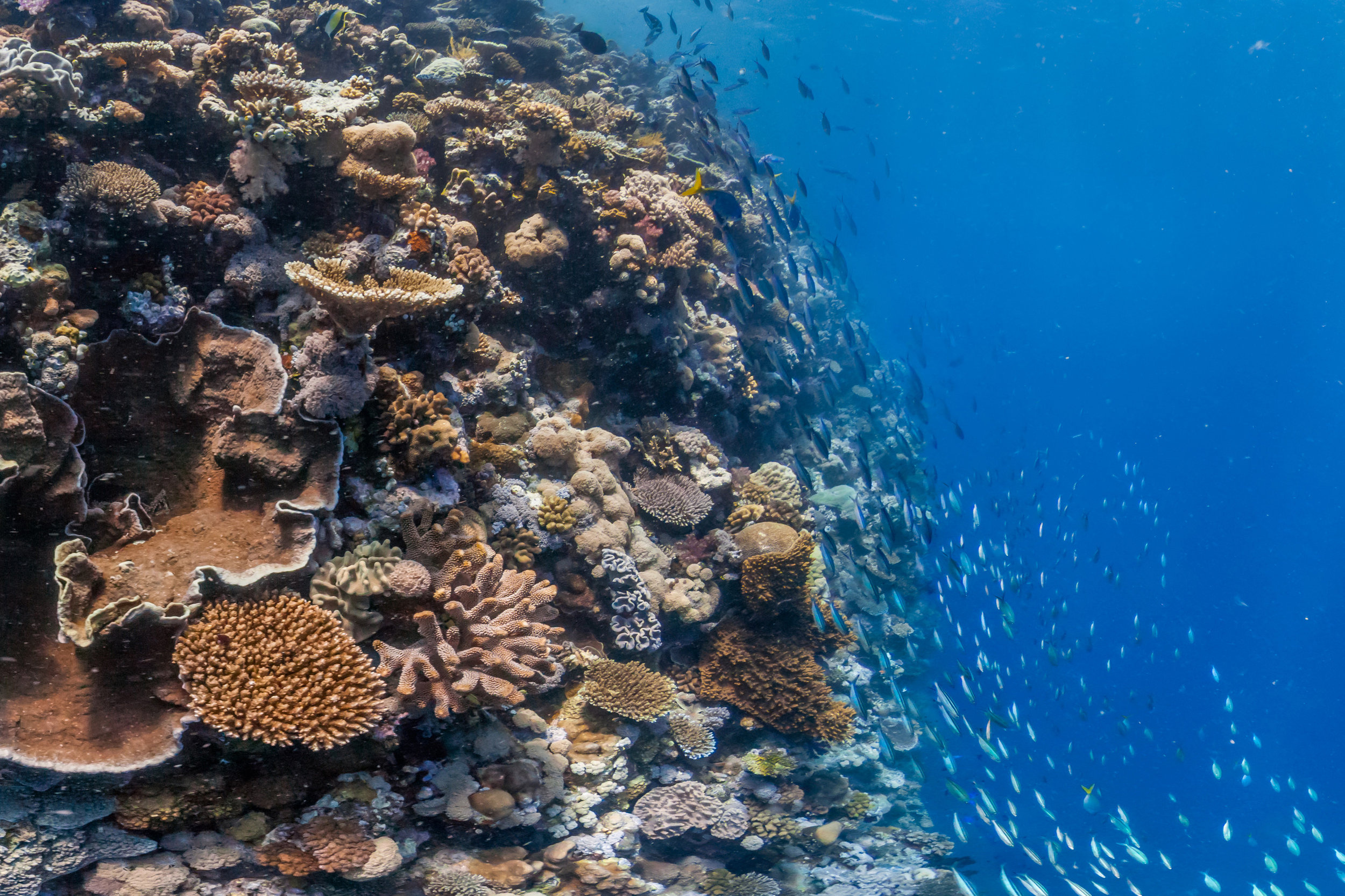 Coral reef introduction, The Reef World Foundation's blog, Coral's majesty, Underwater sanctuary, 2500x1670 HD Desktop
