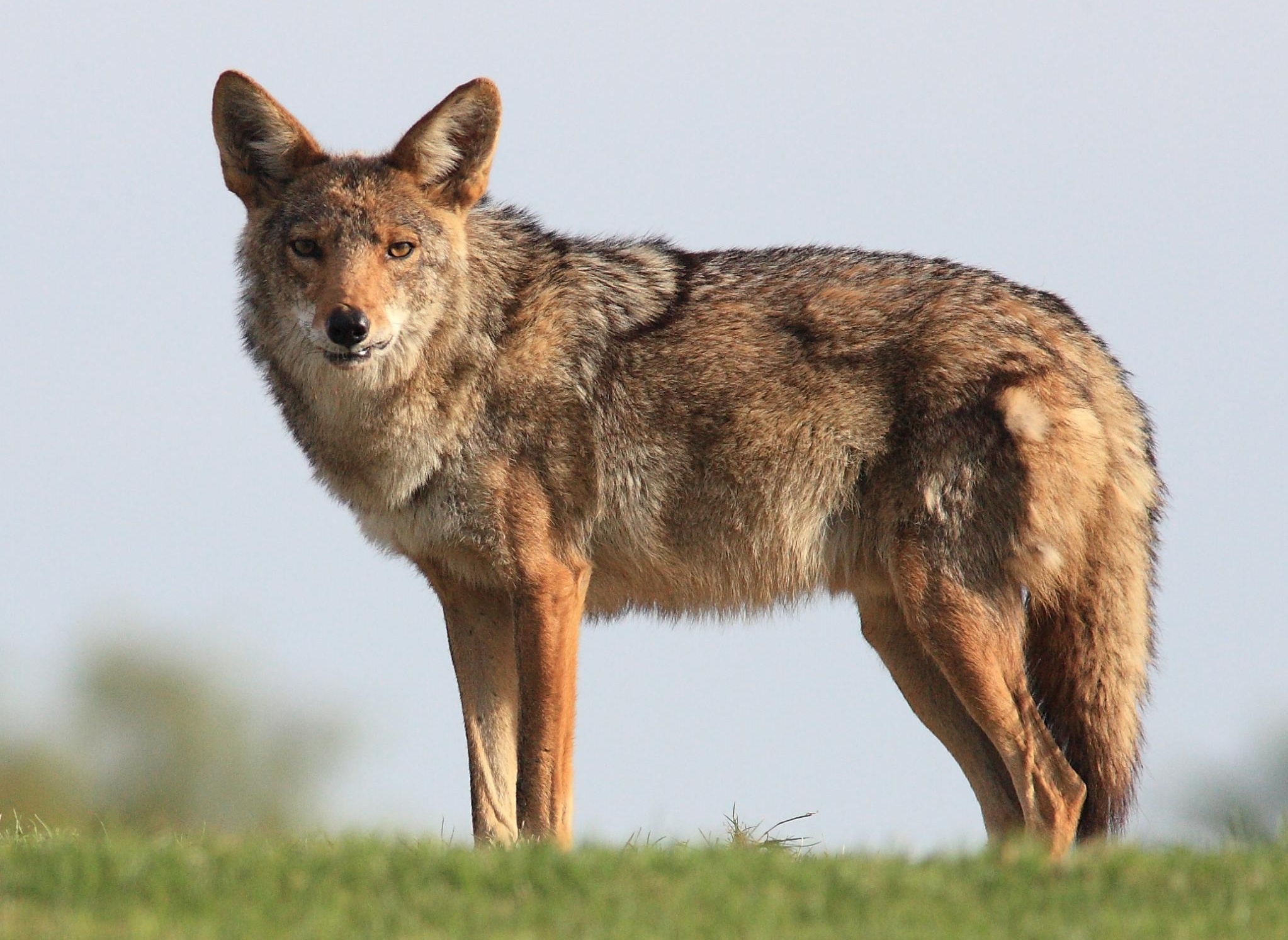 Coyote high quality, Wallpaper selection, Stunning visuals, High resolution, 2050x1500 HD Desktop
