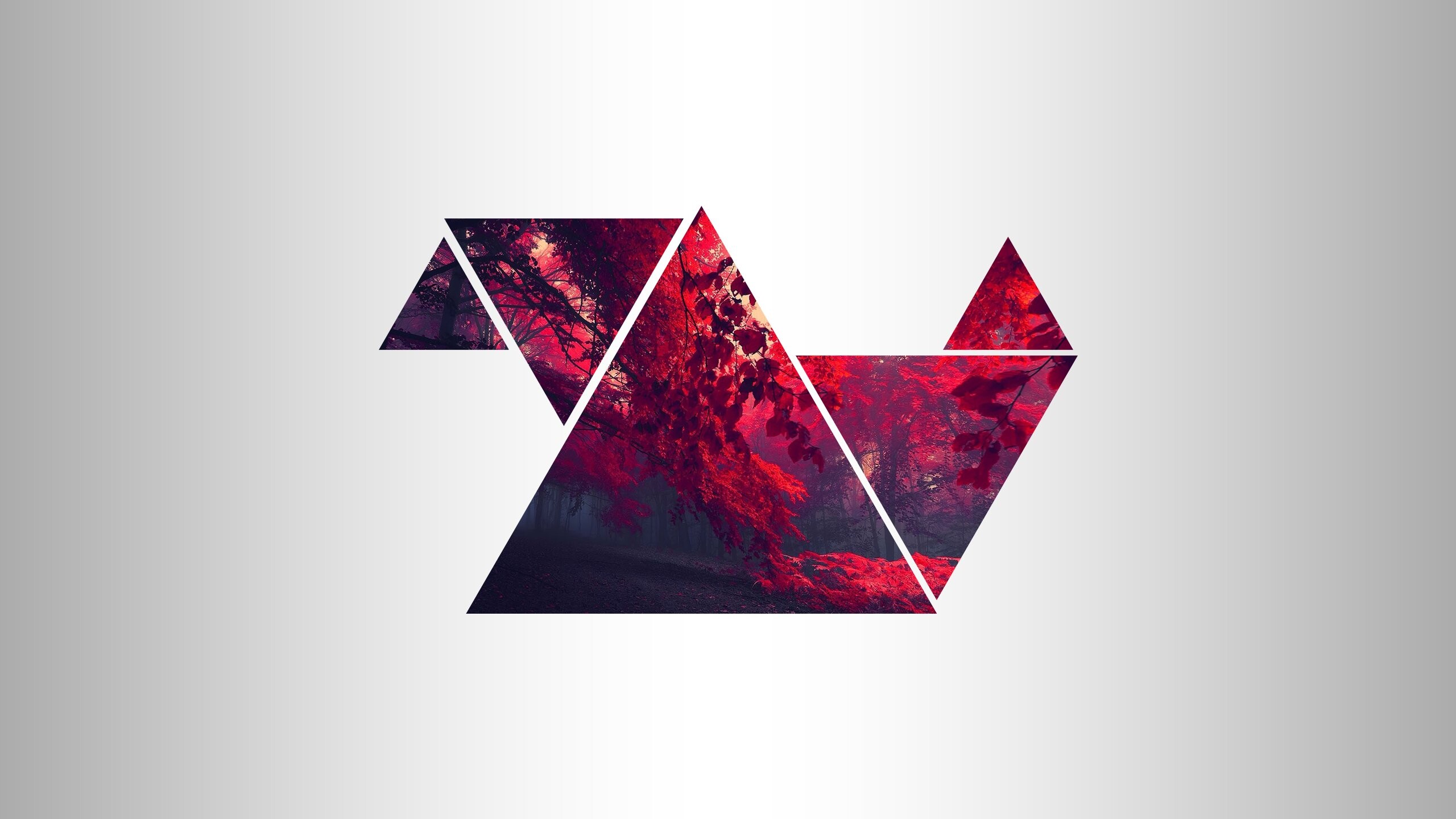 Triangle: Red forest, A closed figure with three sides. 2560x1440 HD Background.