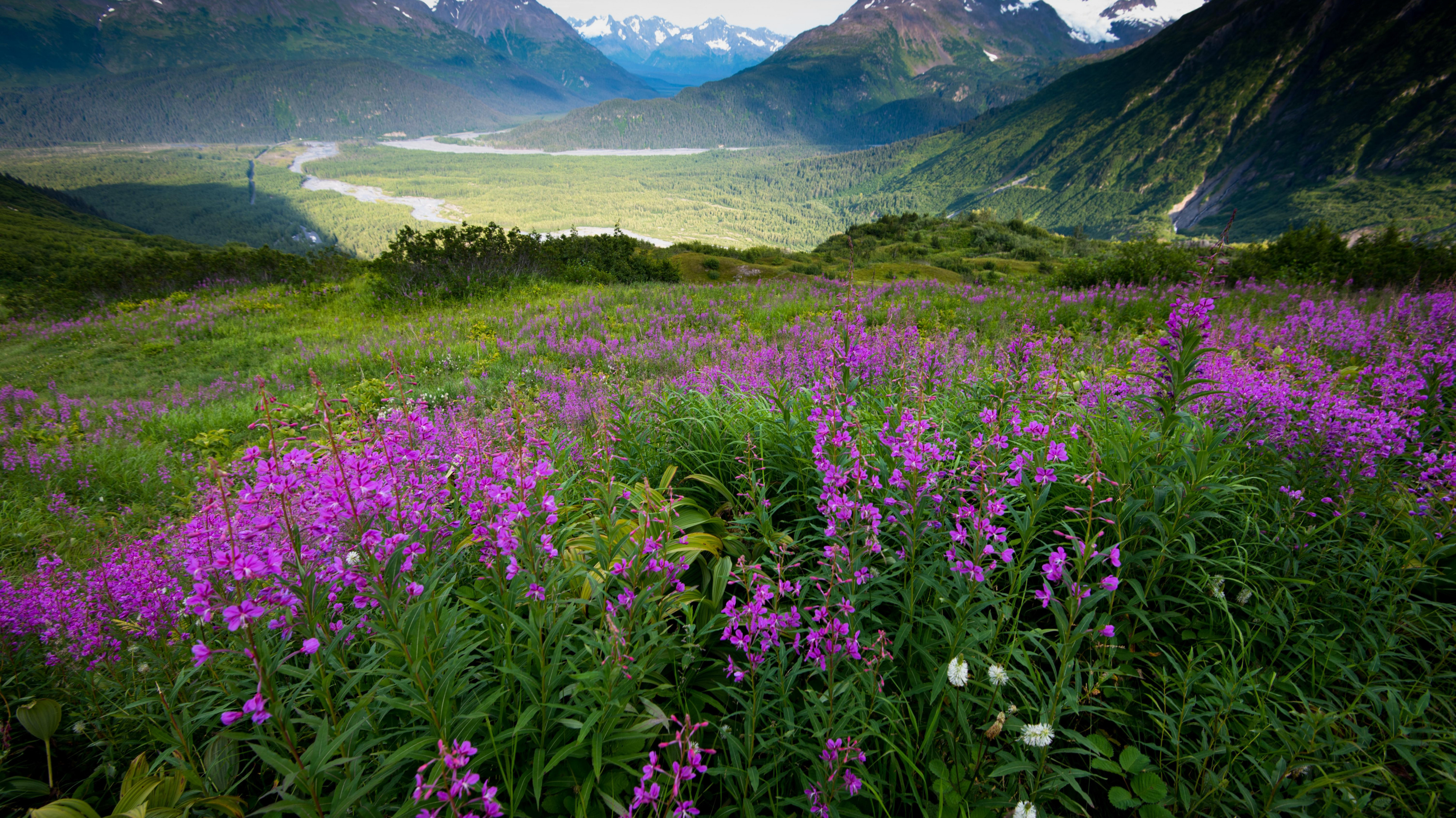 Valley of Flowers, Mountains valley, Field flowers, Widescreen, 3840x2160 4K Desktop
