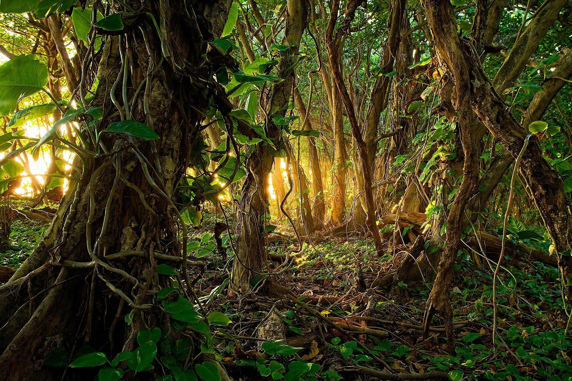 Jungle: Tropical rainforest, Mother Nature, Wildlife, Flora. 2000x1340 HD Wallpaper.