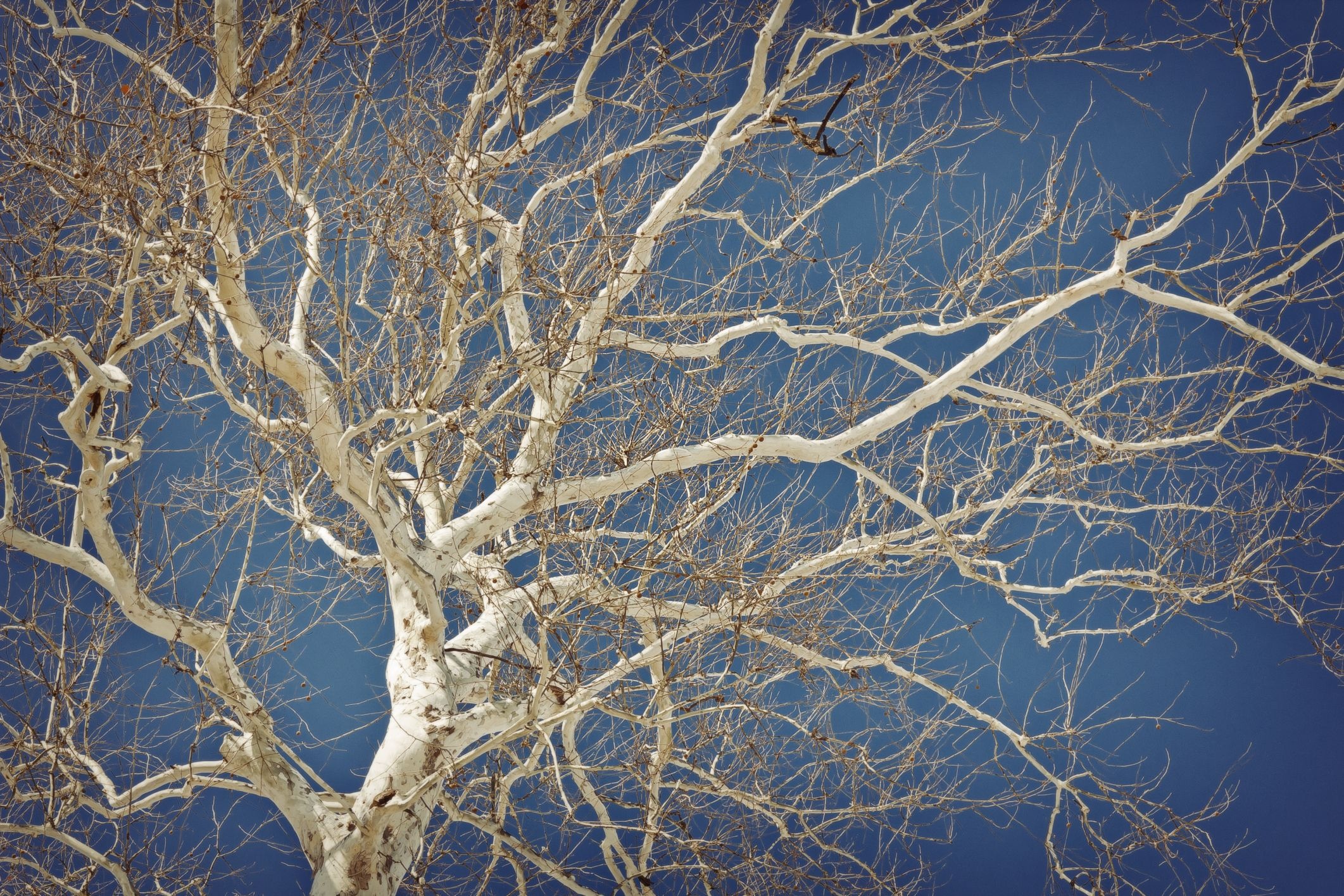 Trees, White Bark, Tree Artwork, Winter Nature, 2130x1420 HD Desktop