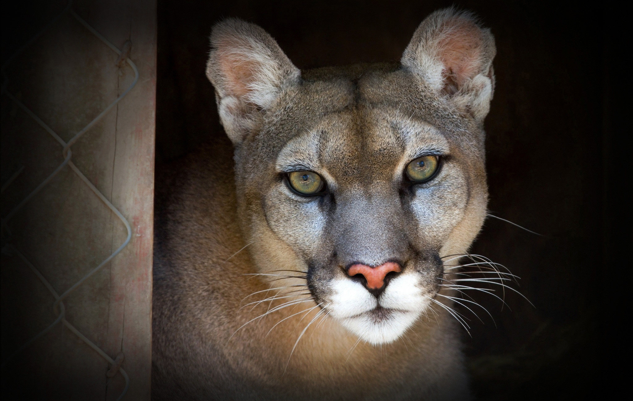 Graceful cougar, Feline beauty, Striking portrait, Nature's marvel, 2050x1300 HD Desktop